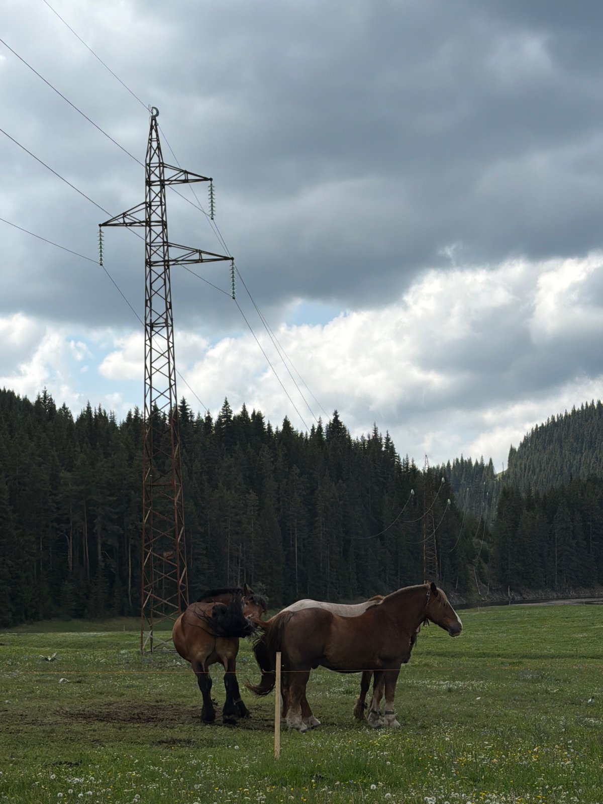 Horses graze near power lines in Bulgarian countryside