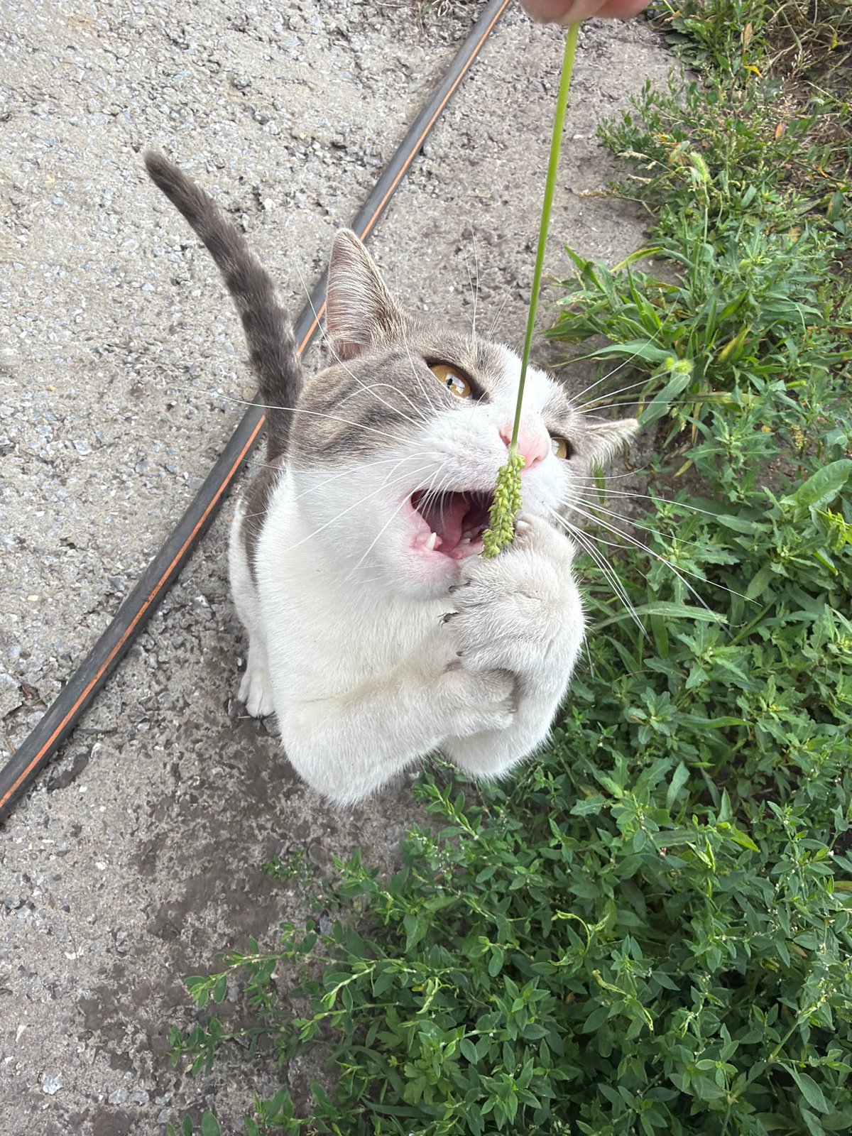 Cat and garden, summer morning in Novosibirsk
