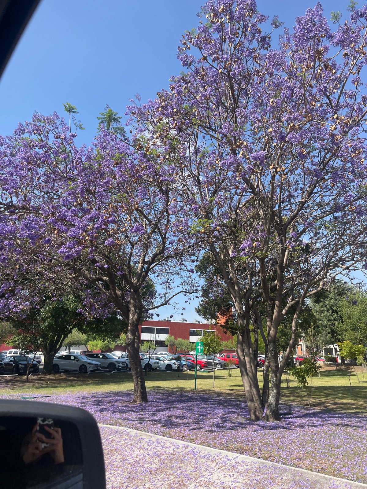 Jacaranda trees bloom purple in San Andrés Cholula, Mexico