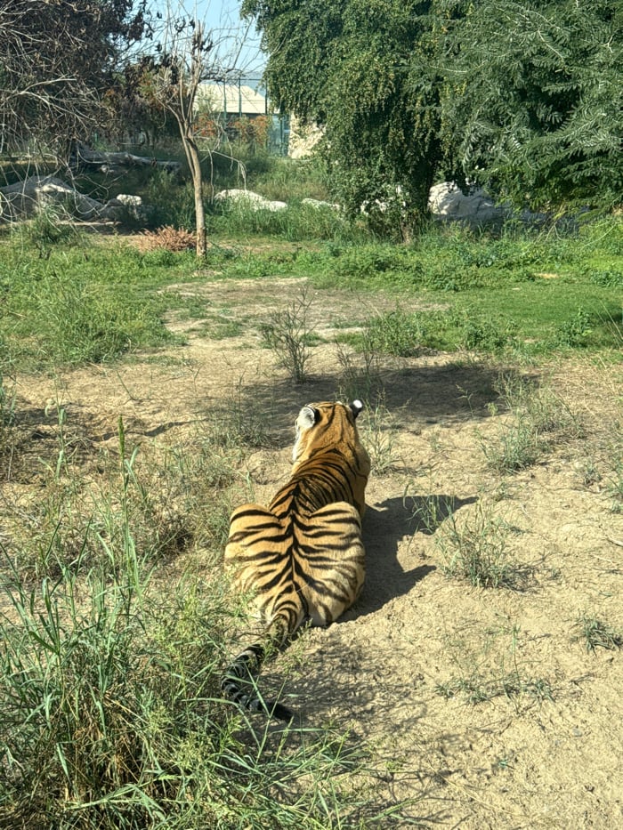 Visitors document diverse wildlife at Dubai Safari Park