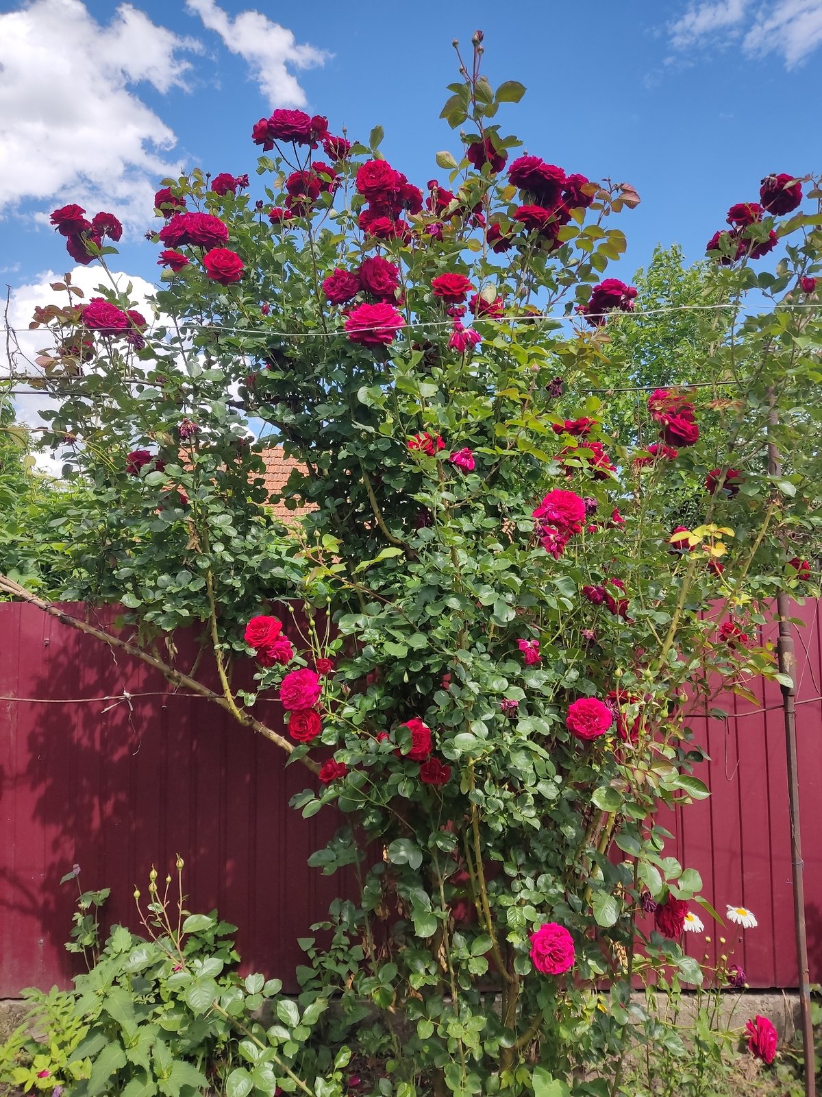 Summer garden in full bloom — flowers, berries, and backyard life