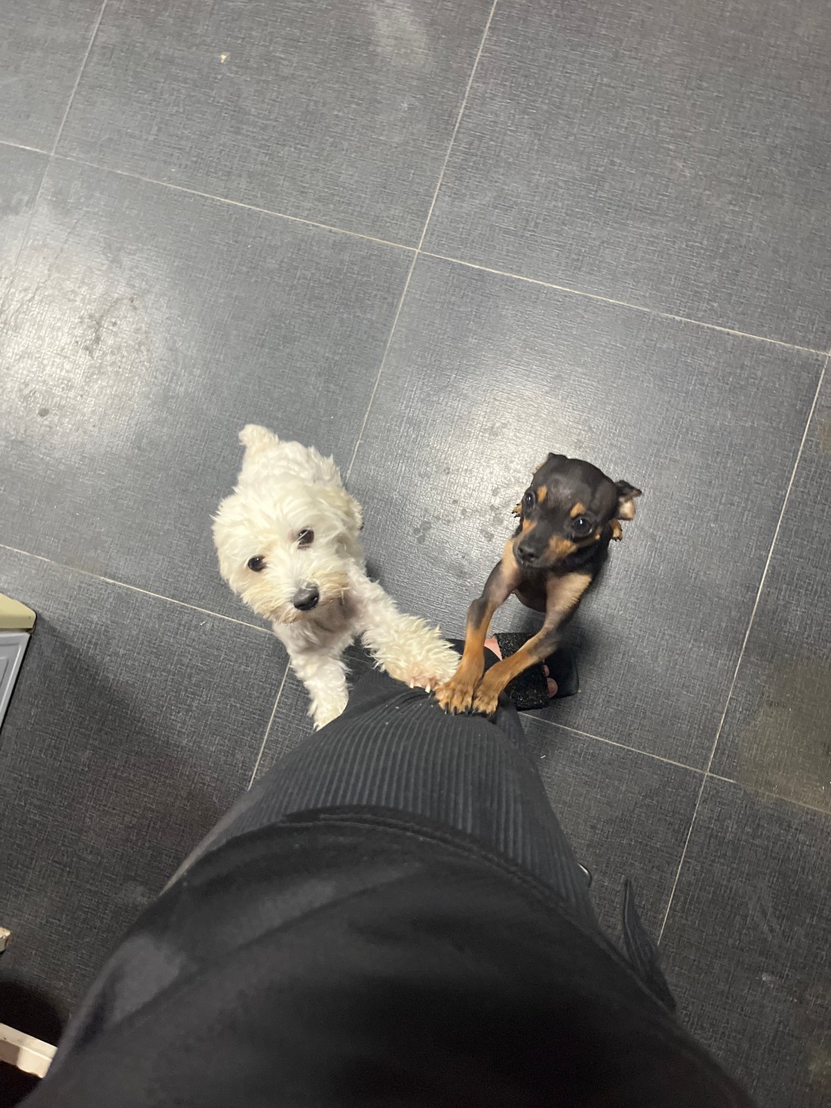 Pets and backyard life at a Juan Griego home