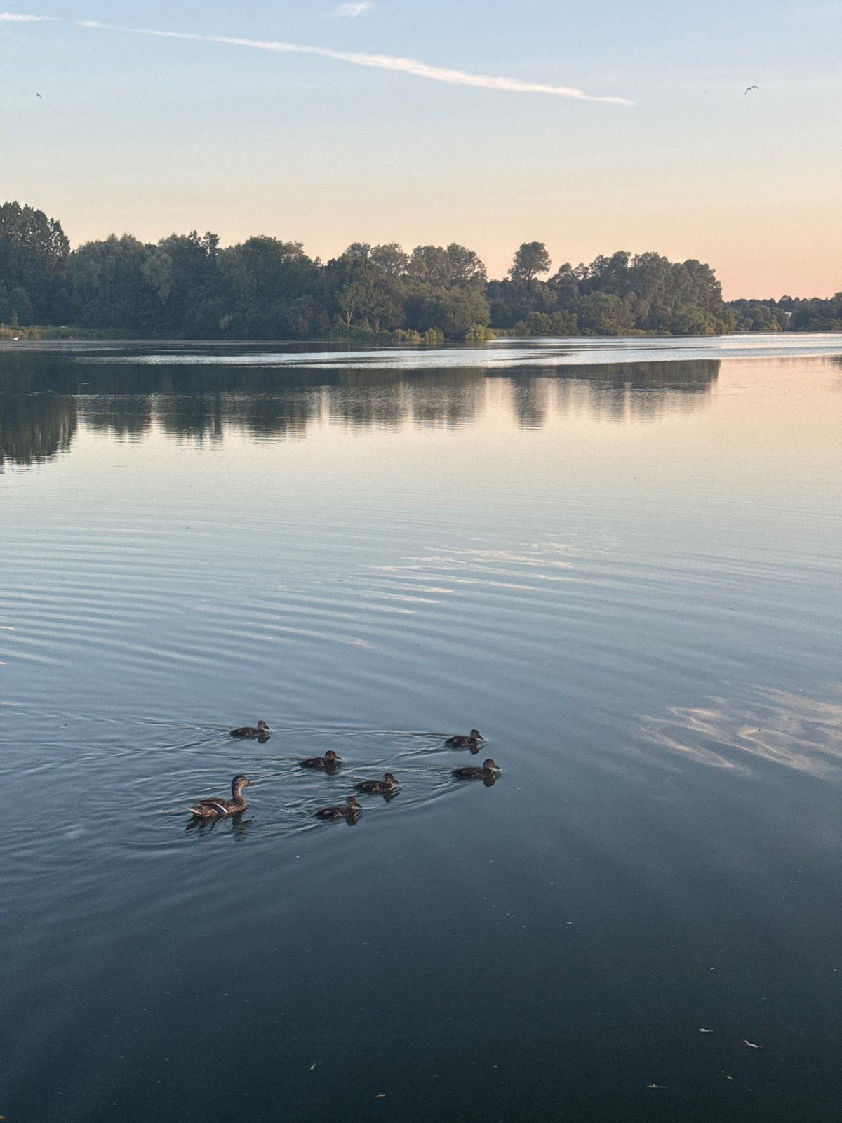 Ducklings on calm water at Craigavon lake