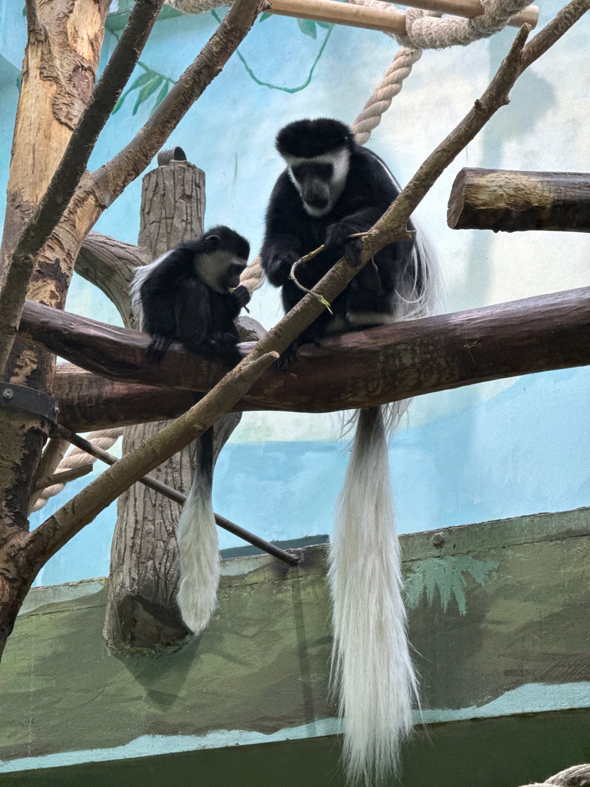 Colobus monkeys observed in enclosure in Izhevsk, Russia