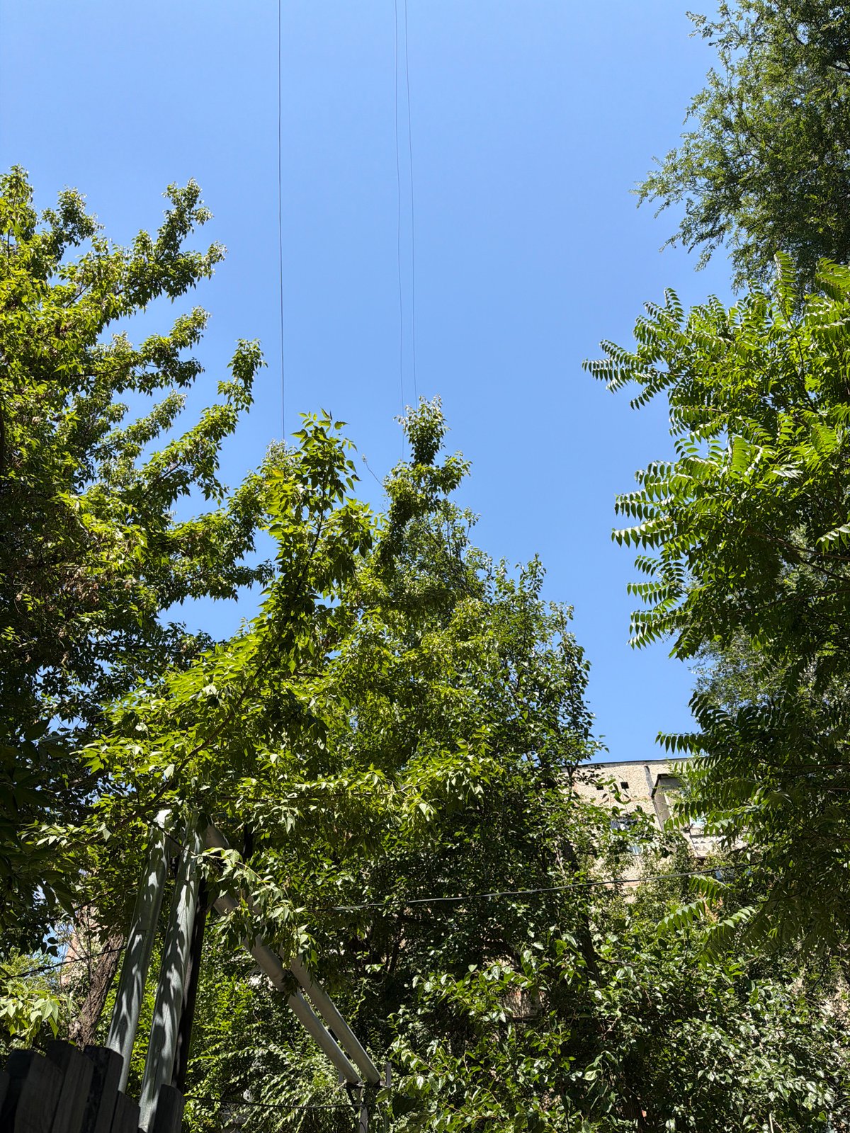 Slow summer morning in a Shymkent residential courtyard