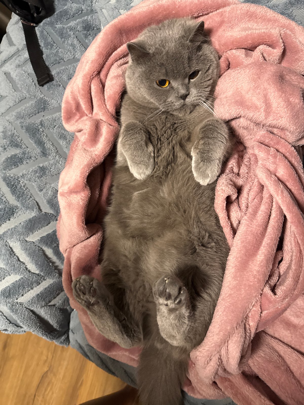 British Shorthair fully at ease in cozy blanket nest