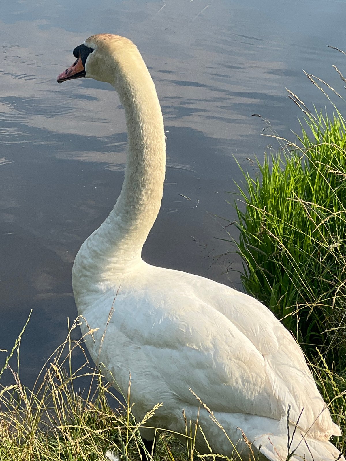Swan family and lakeside picnic at a Belarusian lake