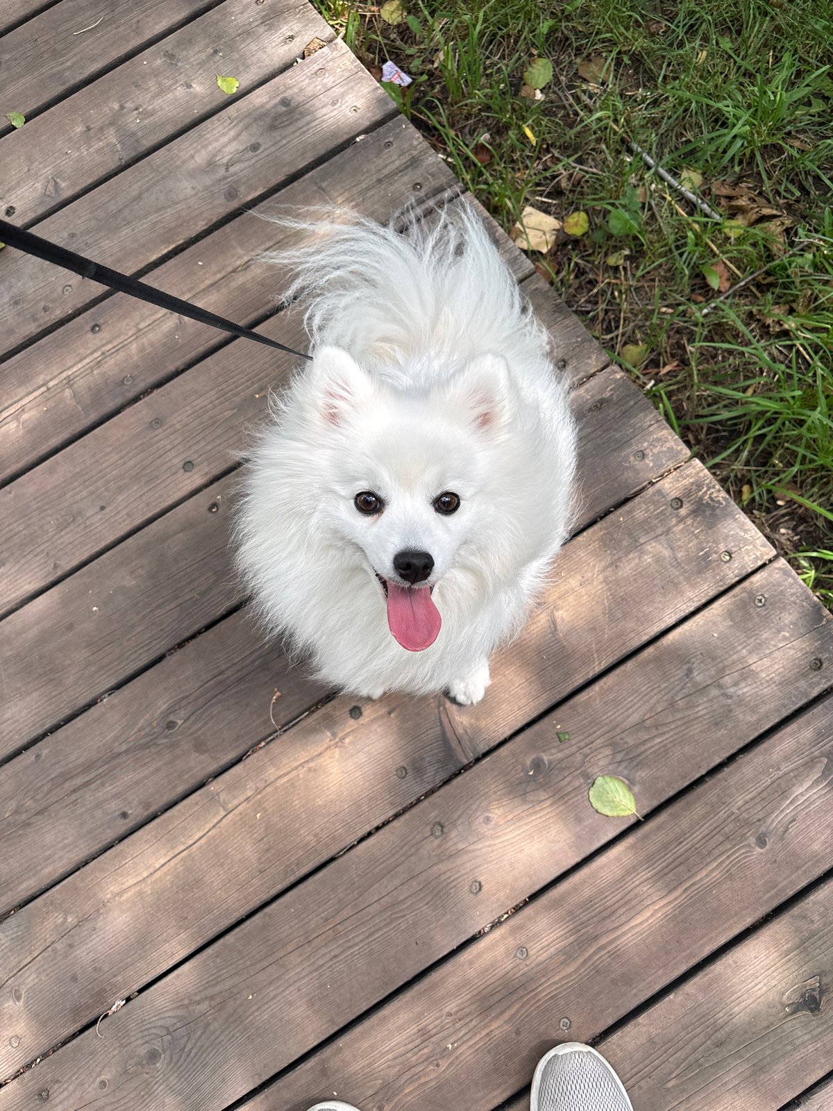 Dog walk through a leafy Kazan park on a summer morning