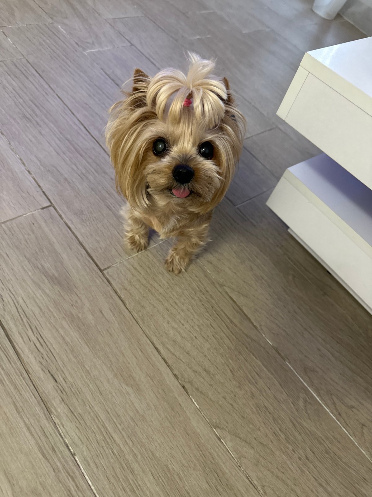Yorkshire Terrier with pink clip rests on lap in Sofia
