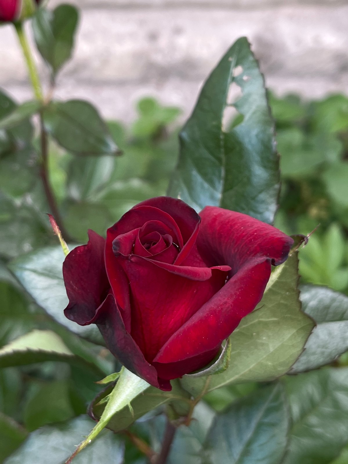 Deep red roses bloom in Lviv garden