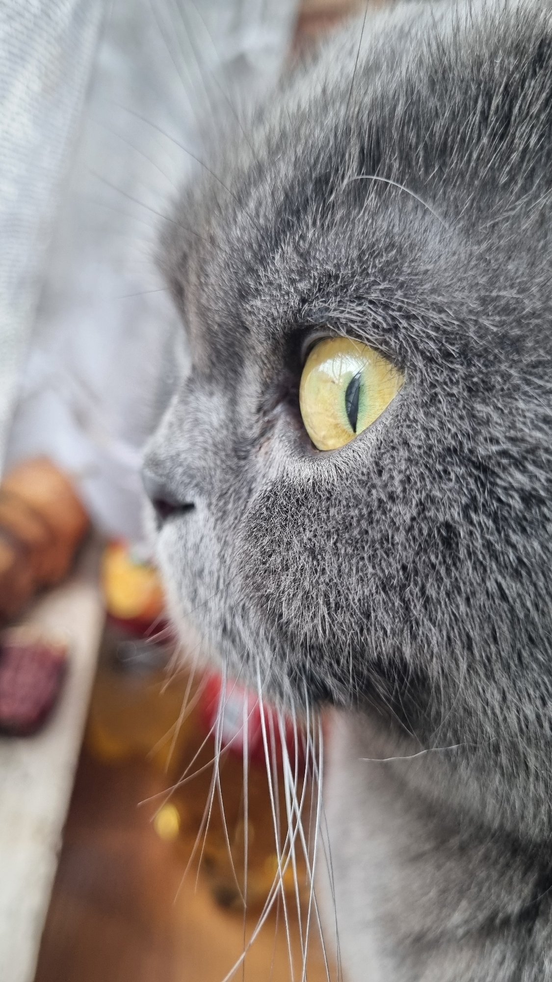 Grey Scottish Fold cat portrait session at home in Russia