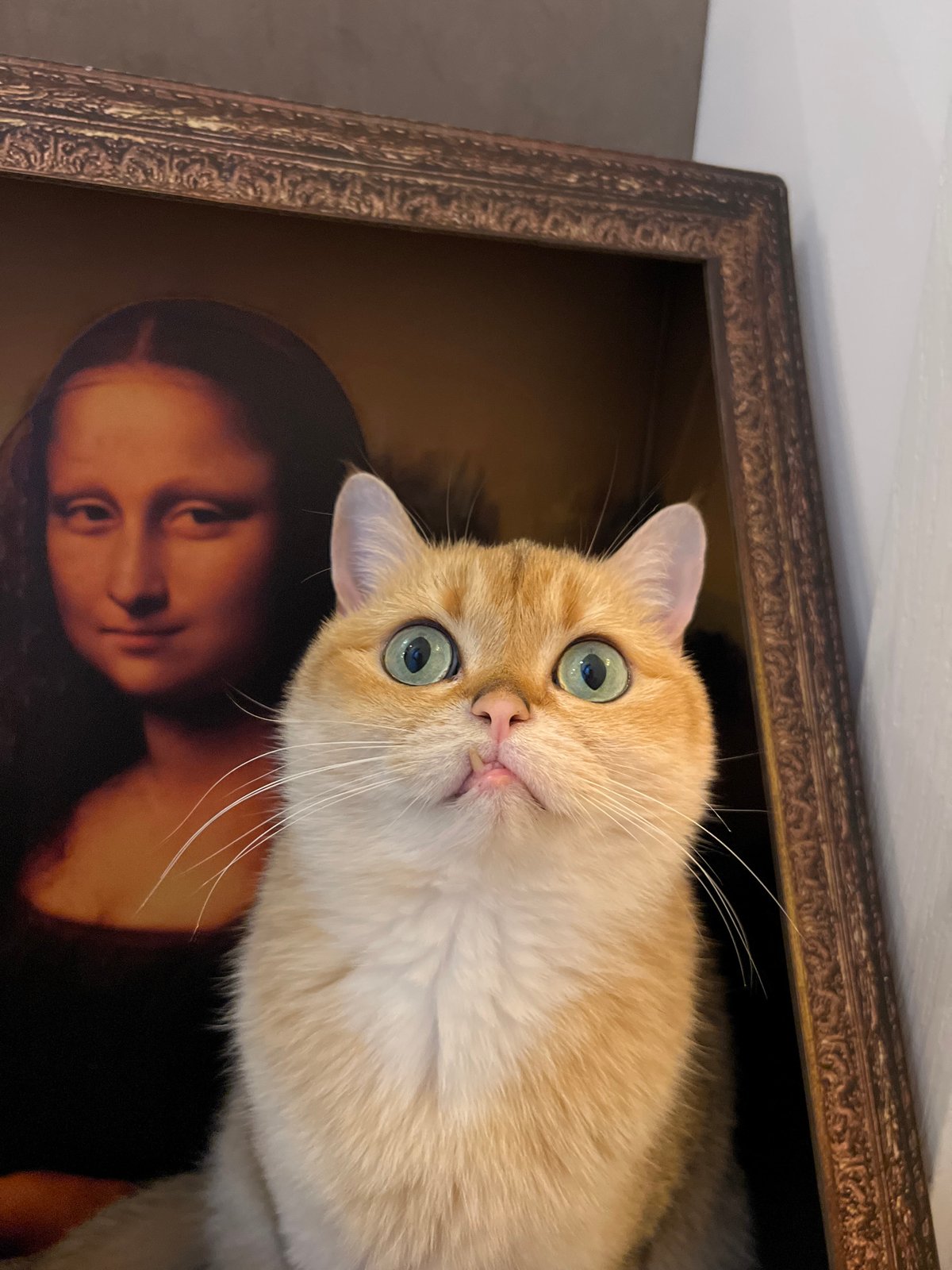 Cat-Mona Lisa mashup artwork spotted at Montenegro bar