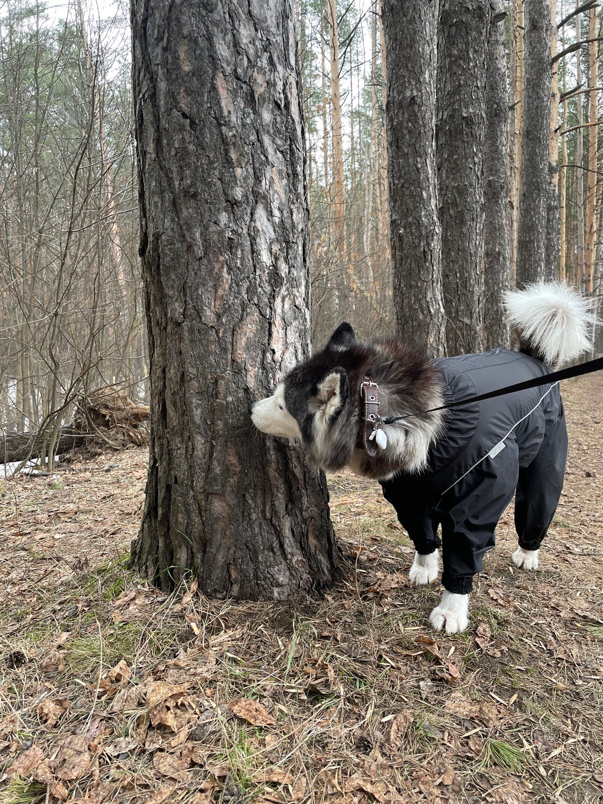 Woman takes morning forest walk with dogs in Izhevsk