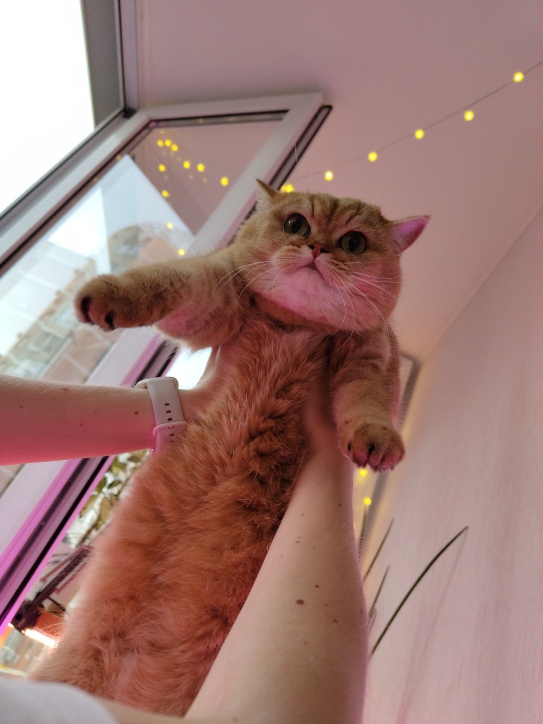 Ginger cat and a glowing plant shelf in Krasnodar