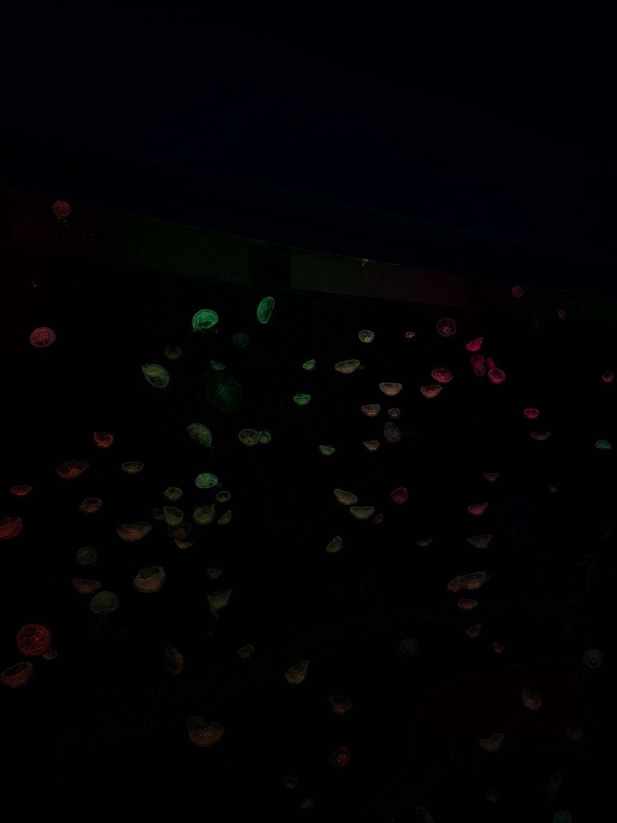 Colorful illuminated jellyfish display witnessed in Atlanta