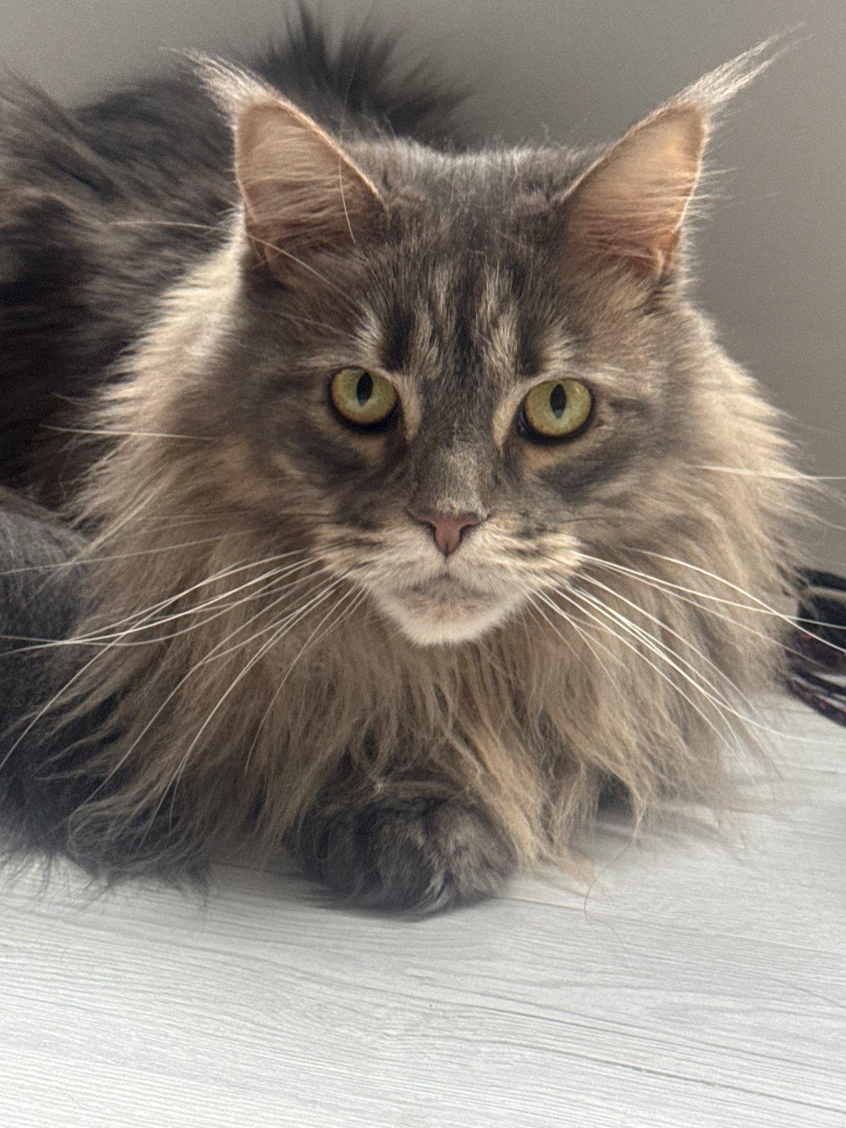 Grey long-haired cat relaxing on a wooden surface, Nizhny Novgorod