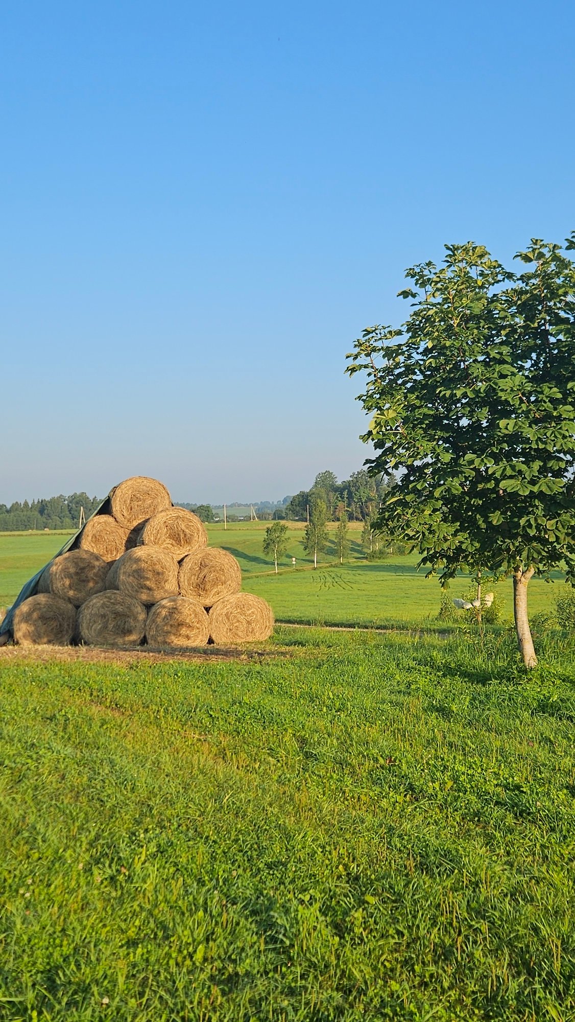 Summer morning on a working farm in rural Latvia