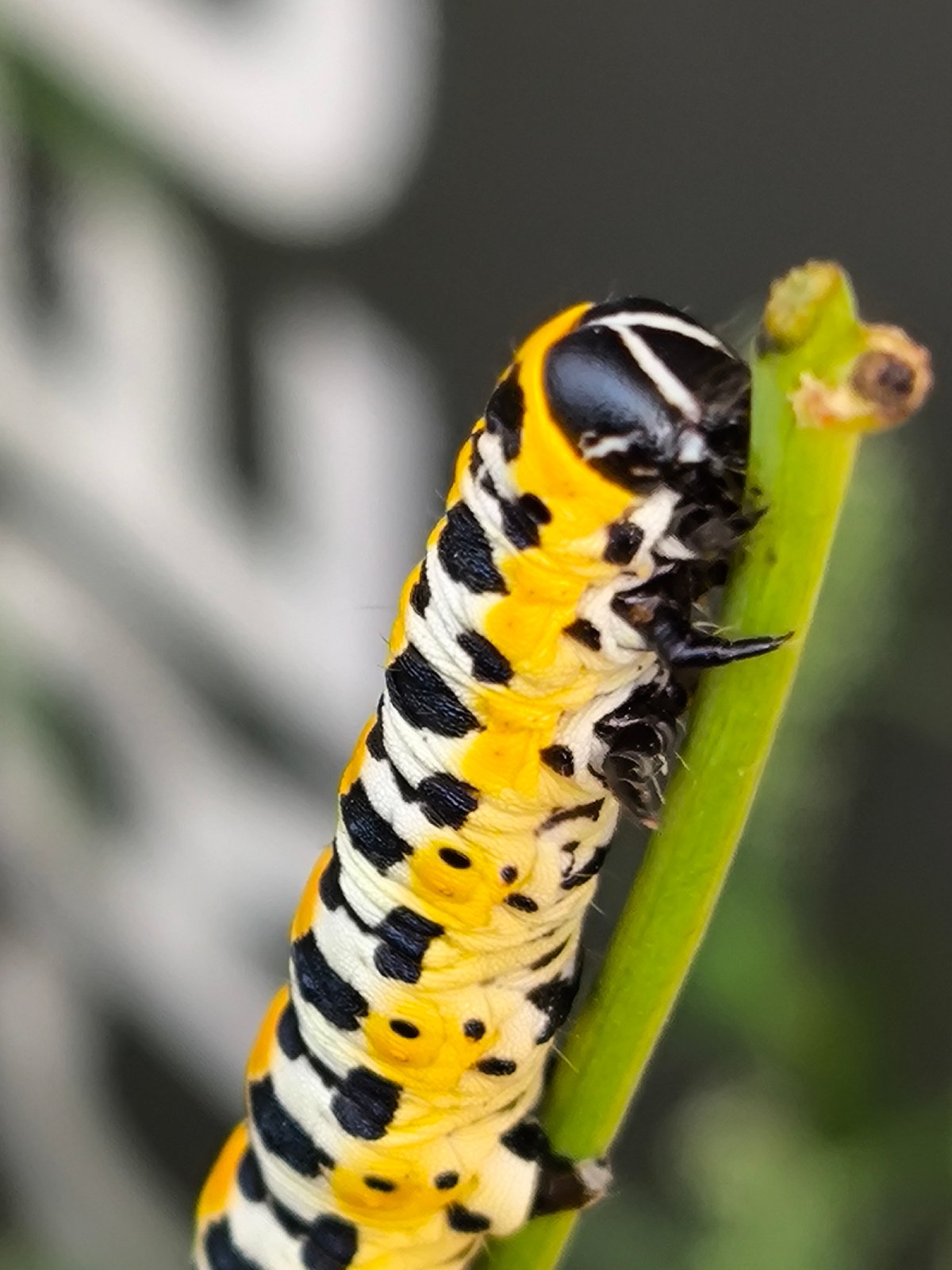 Macro nature details — insects, wildflowers, and seed pods in Solikamsk