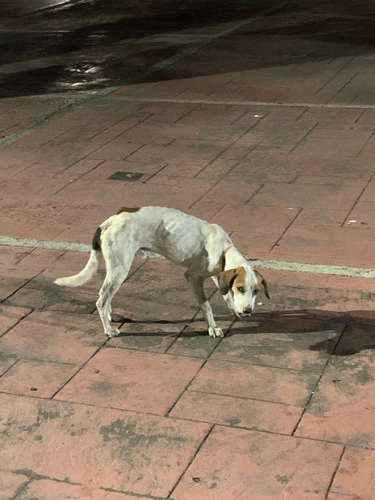 Late-night scenes documented across Juan Griego, Venezuela streets
