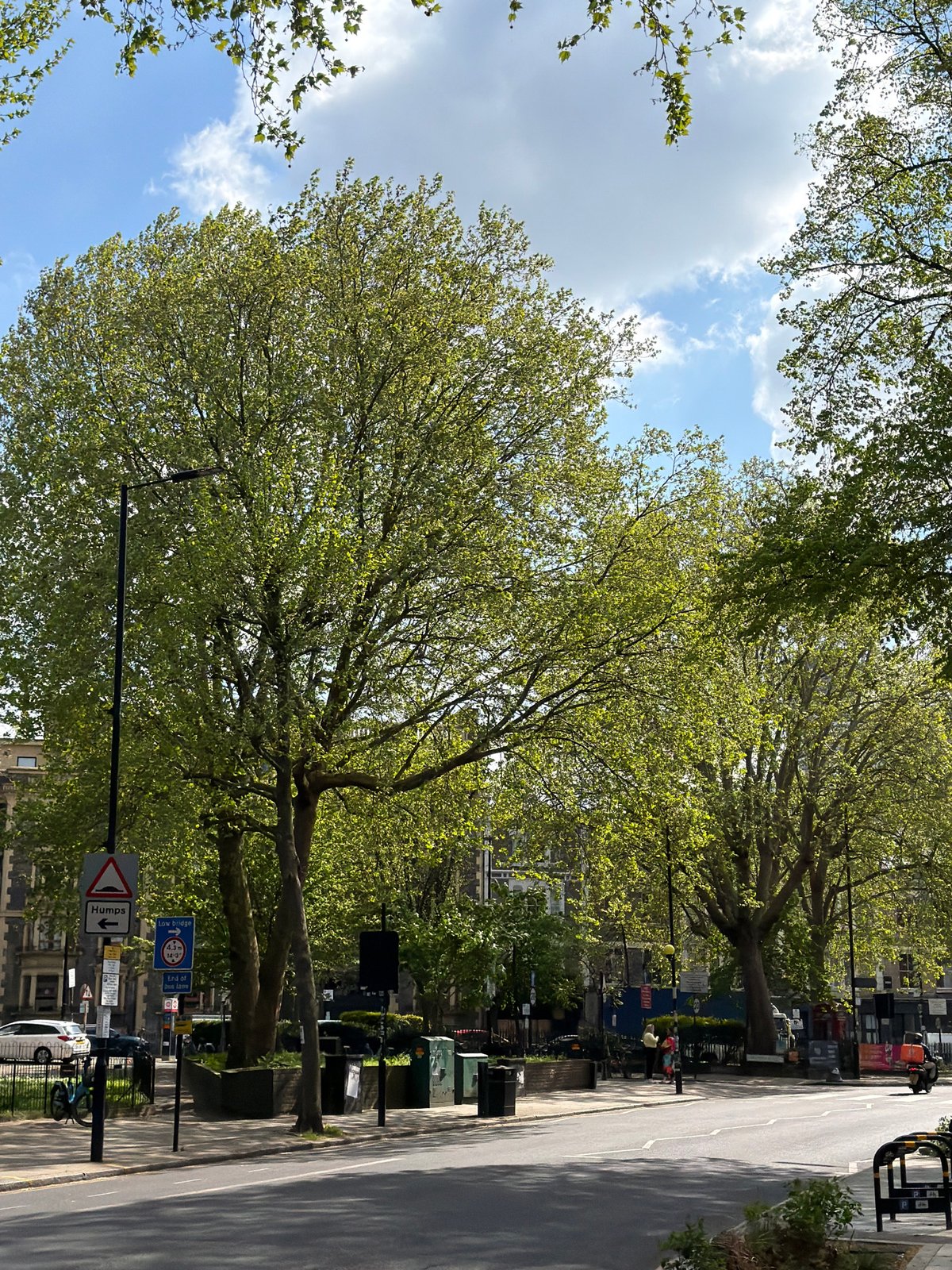 London street scene shows lush green trees on sunny spring day