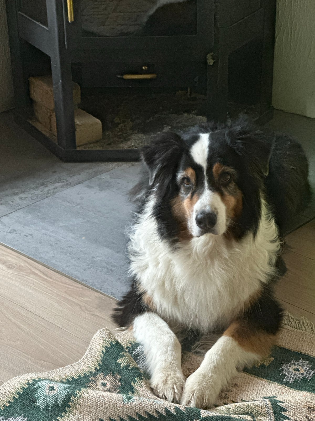 Australian Shepherd rests by wood stove in Dubna home