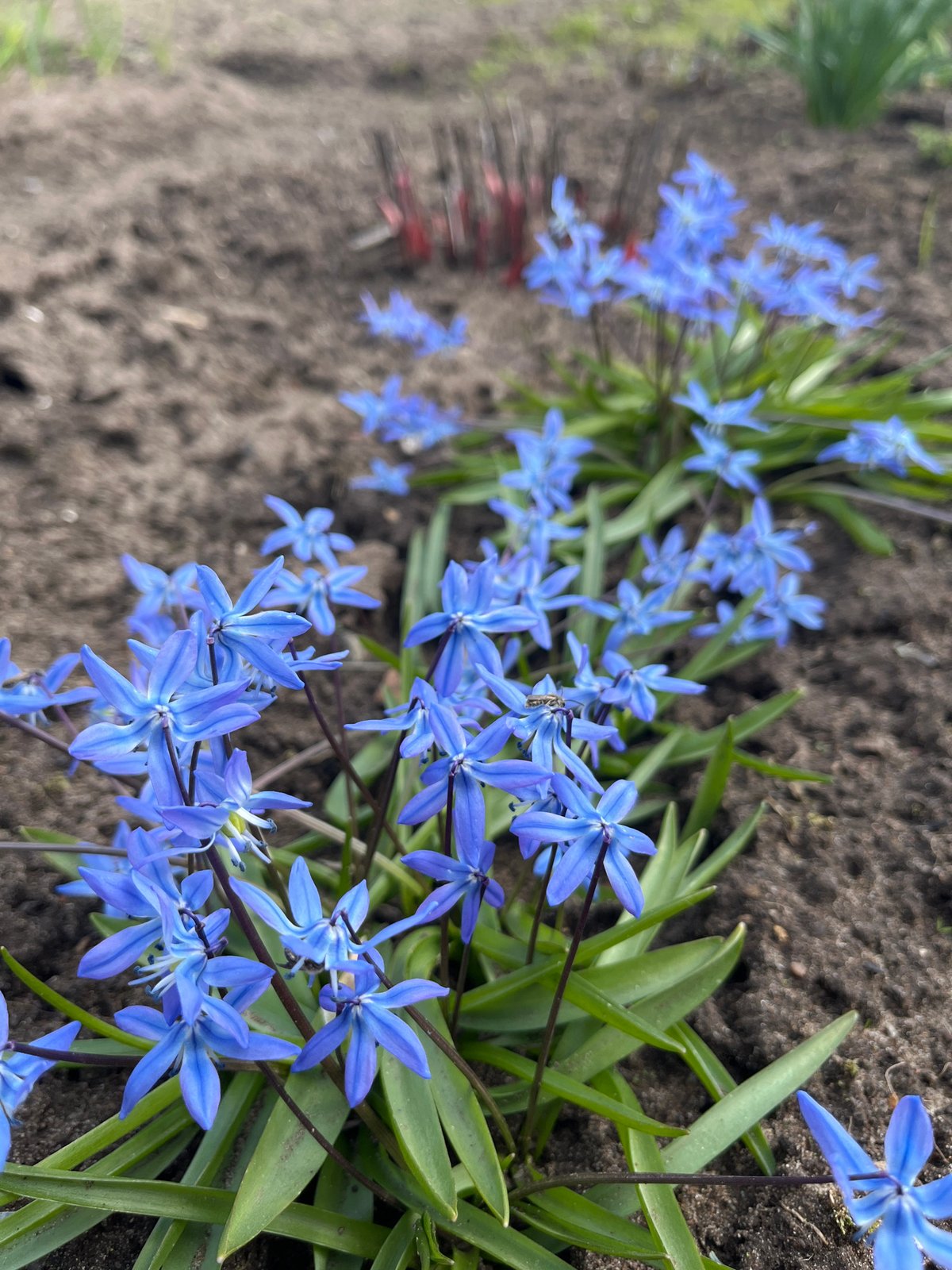 Spring Scilla flowers bloom in Chaikovsky, Russia