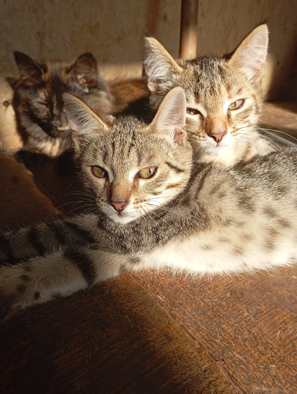 Lazy afternoon at home in Фоки with kittens and casual selfies
