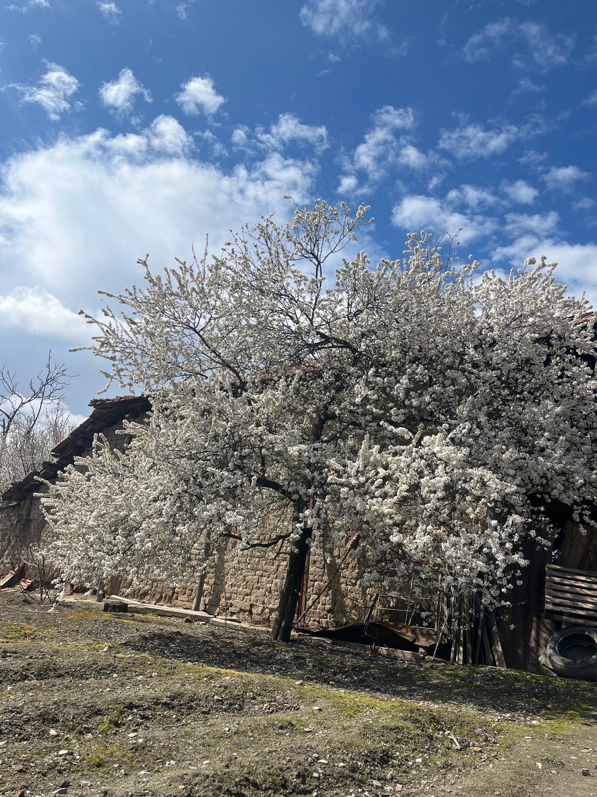 Dog enjoys belly rubs under blooming trees in Bulgarian village