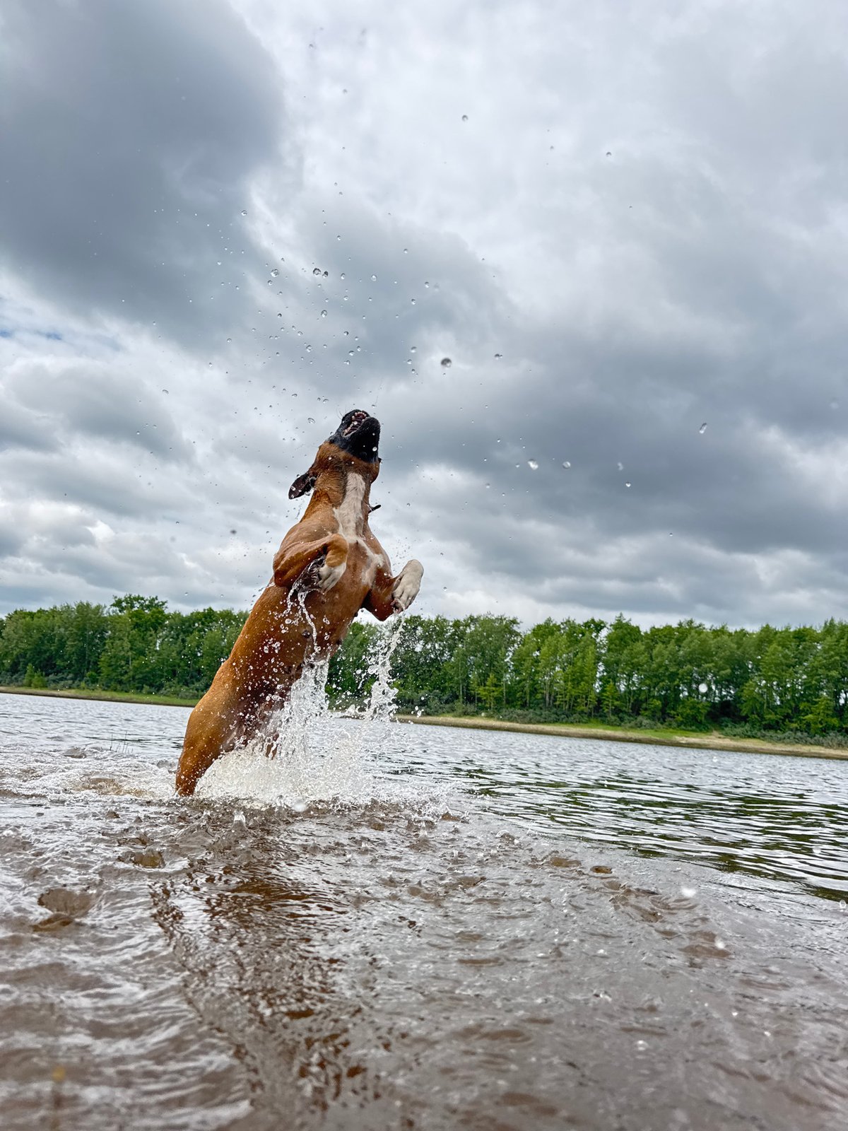 Boxer dog makes spectacular water jumps in Chaikovsky, Russia