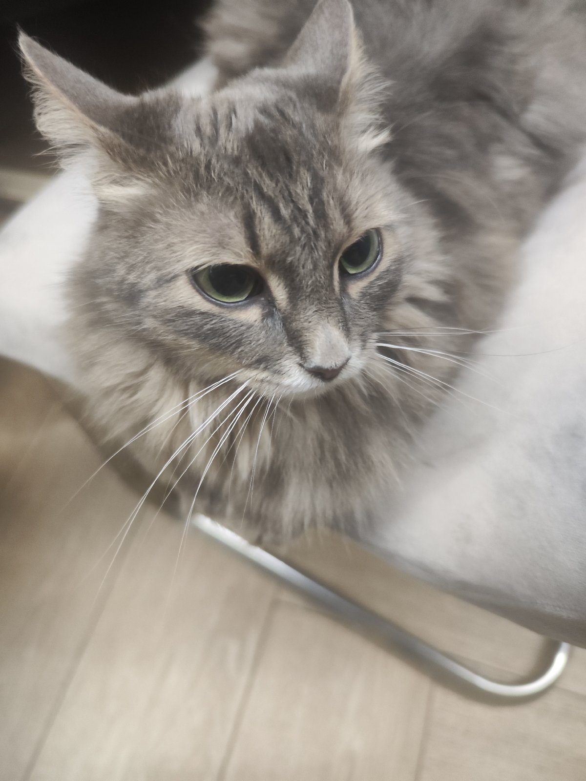 Gray tabby cat photographed multiple times in Chaikovsky home