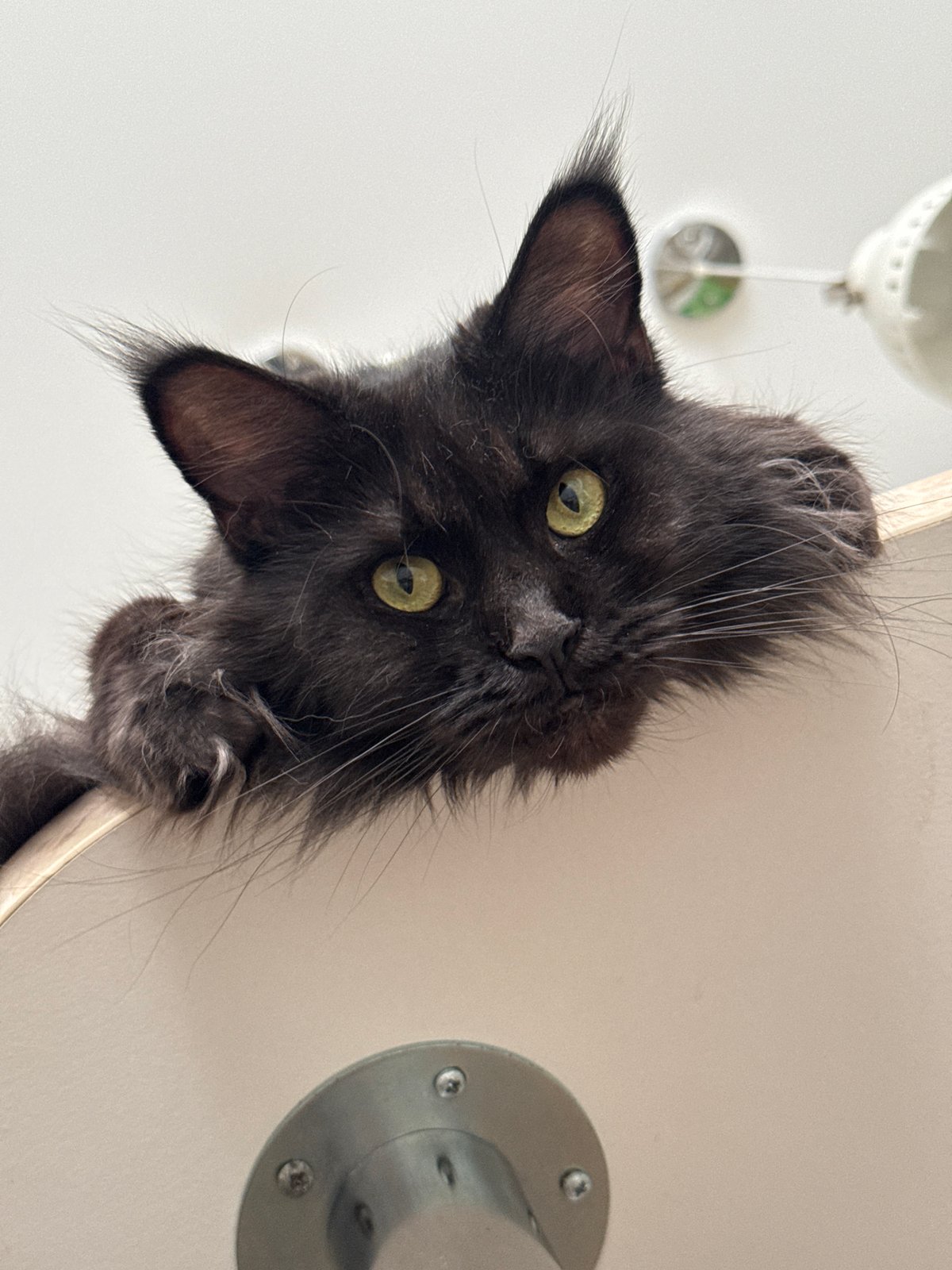 Cat hangs head over surface edge in Sirius, Russia