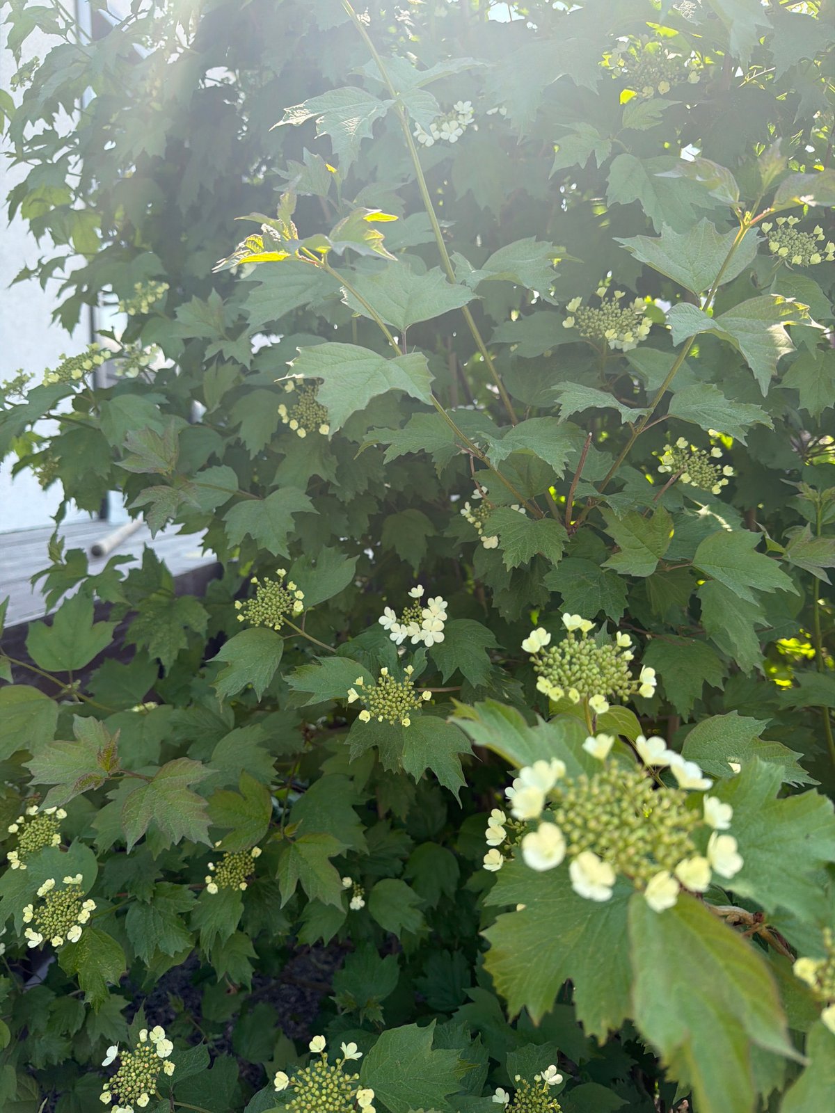 Garden maintenance and documentation session with flowering plants