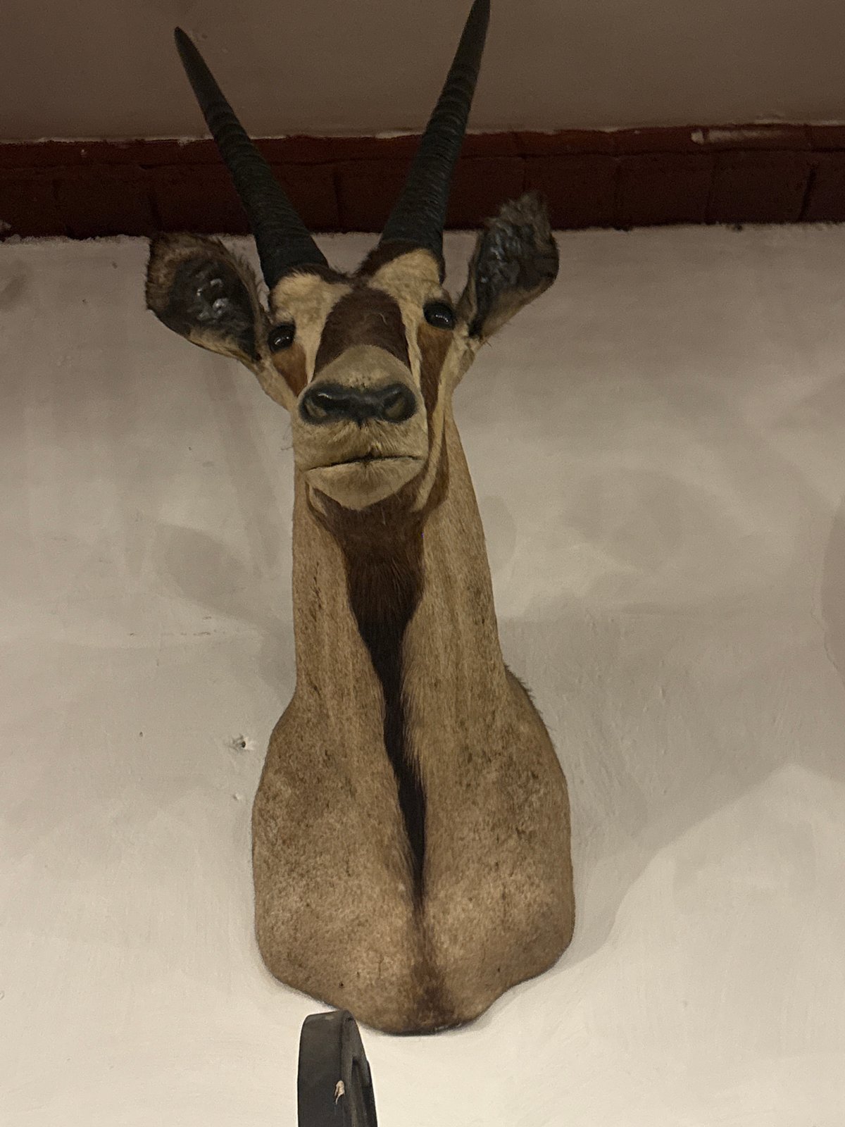 Mexico City restaurant features taxidermy, mariachi performance captured