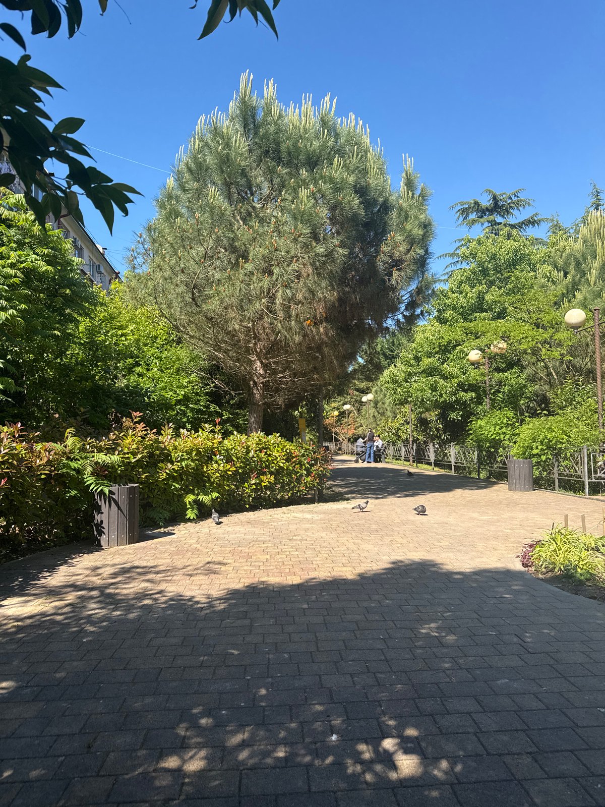 Afternoon park stroll documented in sunny Sochi, Russia