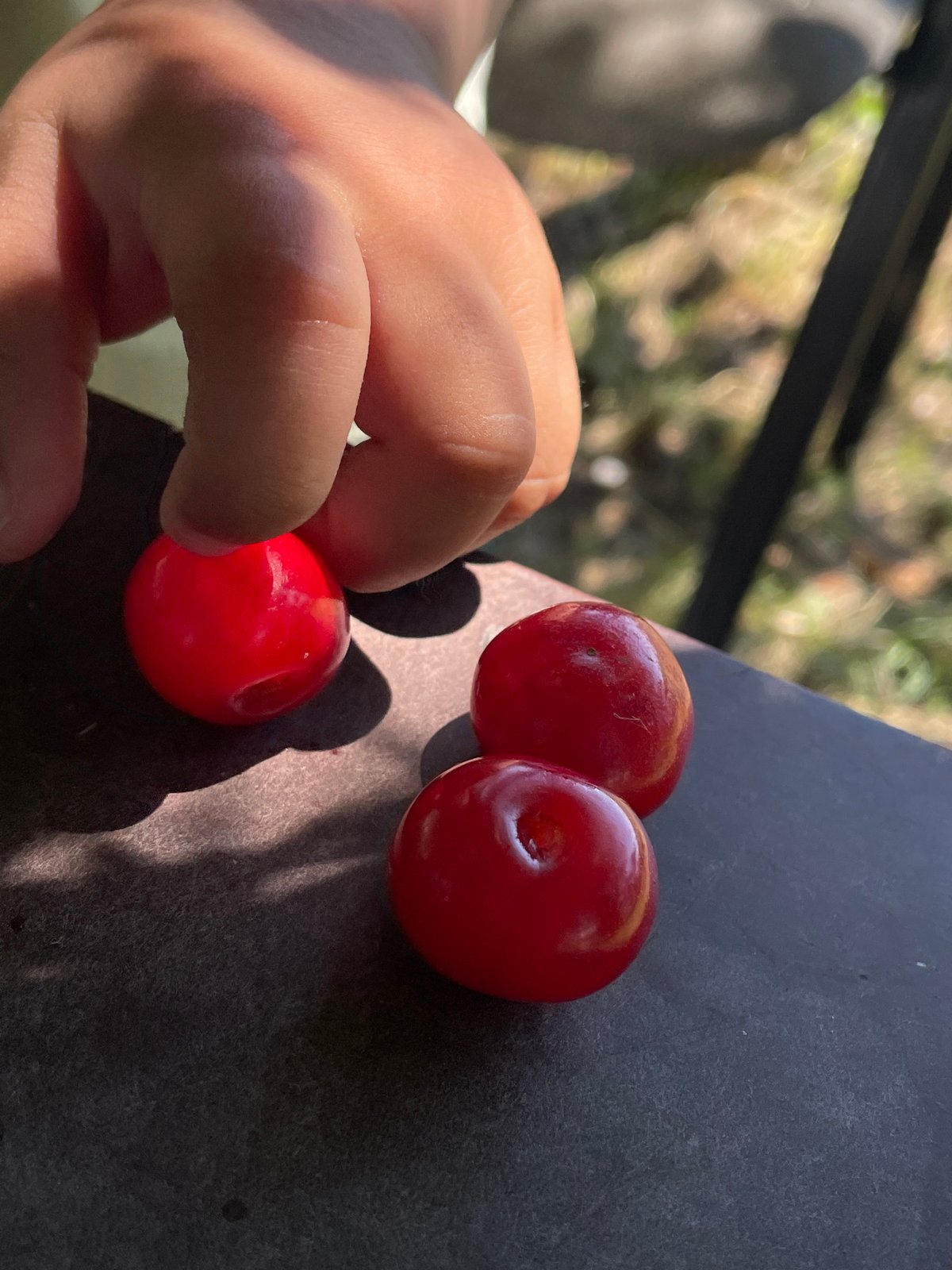 Fresh red cherries up close in Timișoara