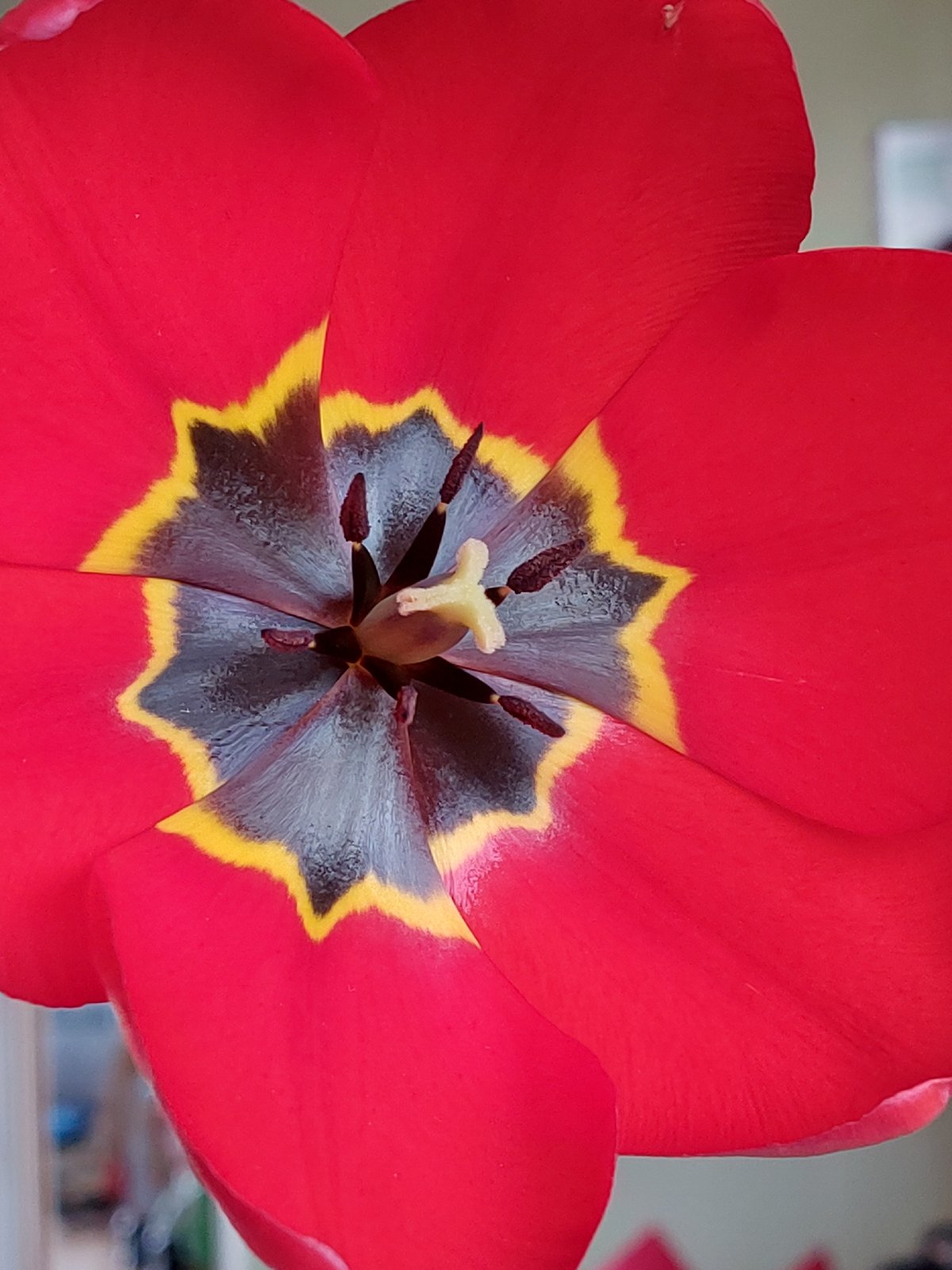Red tulip photographed in full bloom showing distinctive coloring