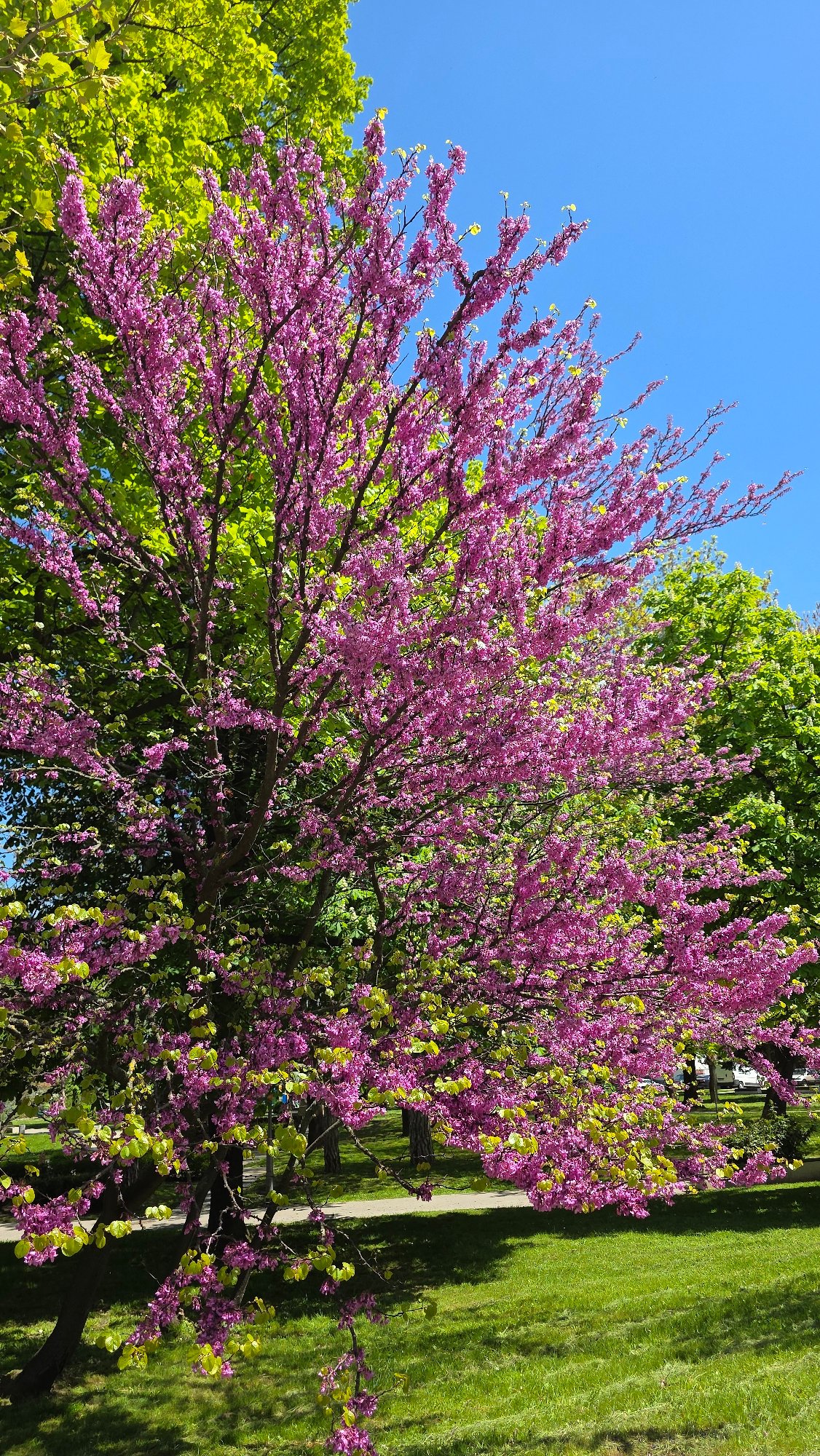 Redbud tree blooms pink in Gabrovo, Bulgaria