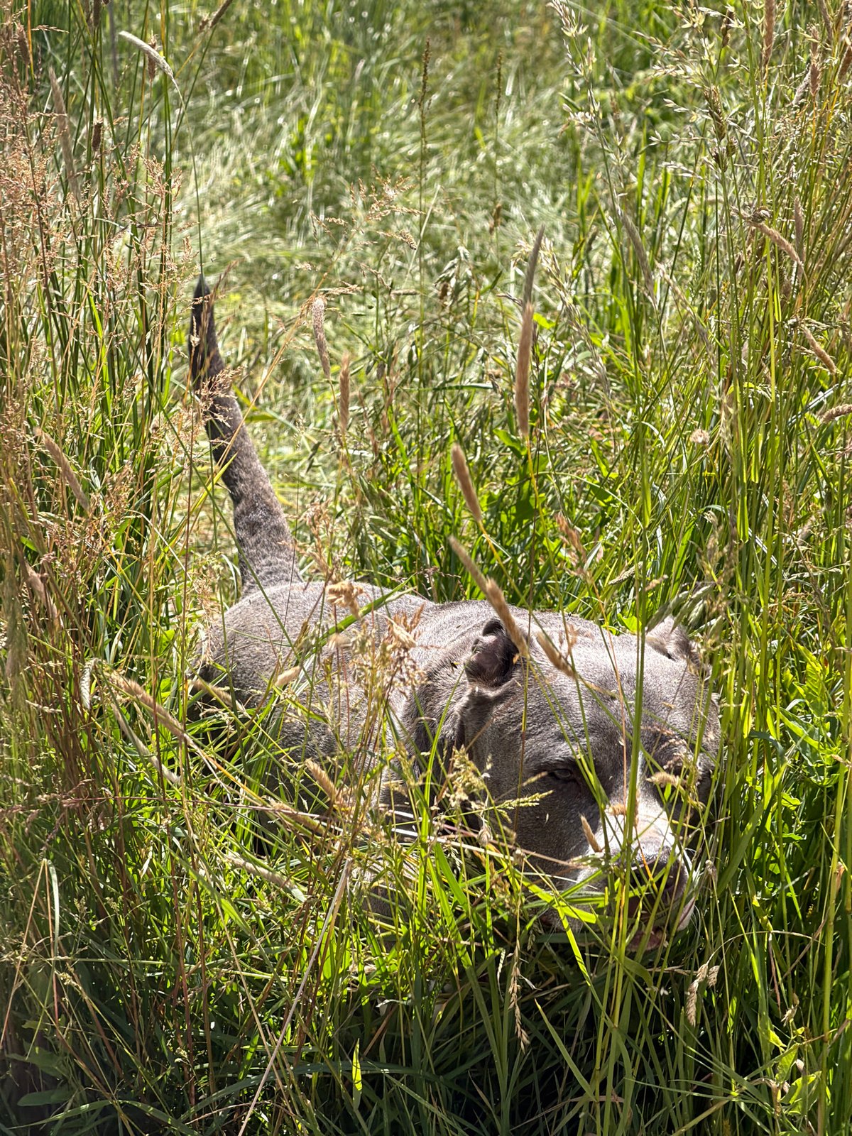 Man and dog enjoy sunny afternoon walk in Luxembourg countryside