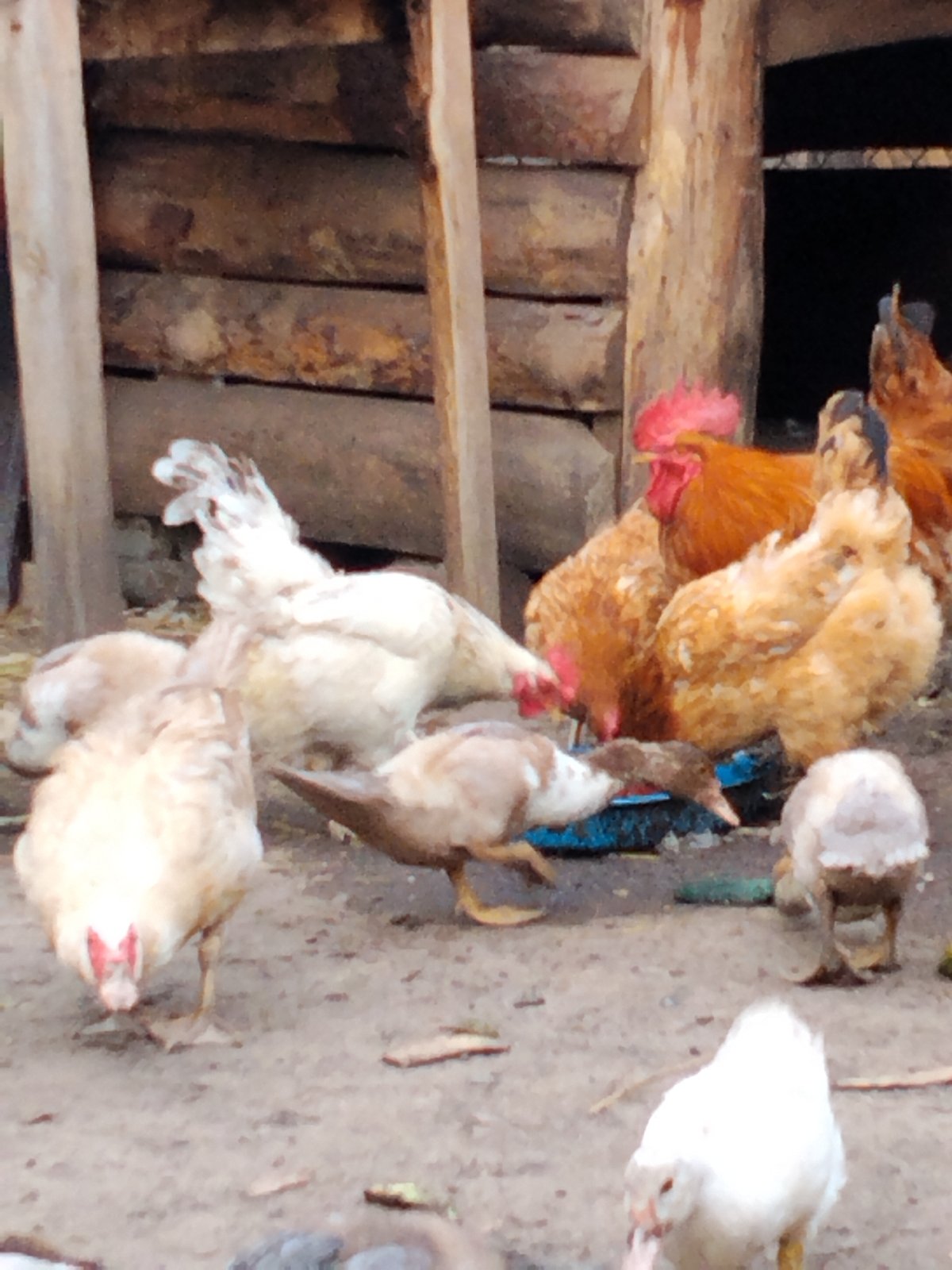 Muscovy ducks and chickens on a rural Ukrainian farmyard
