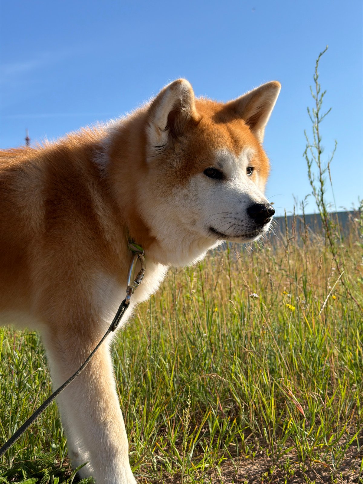 Sunny afternoon in Chaikovsky with a dog and bright skies