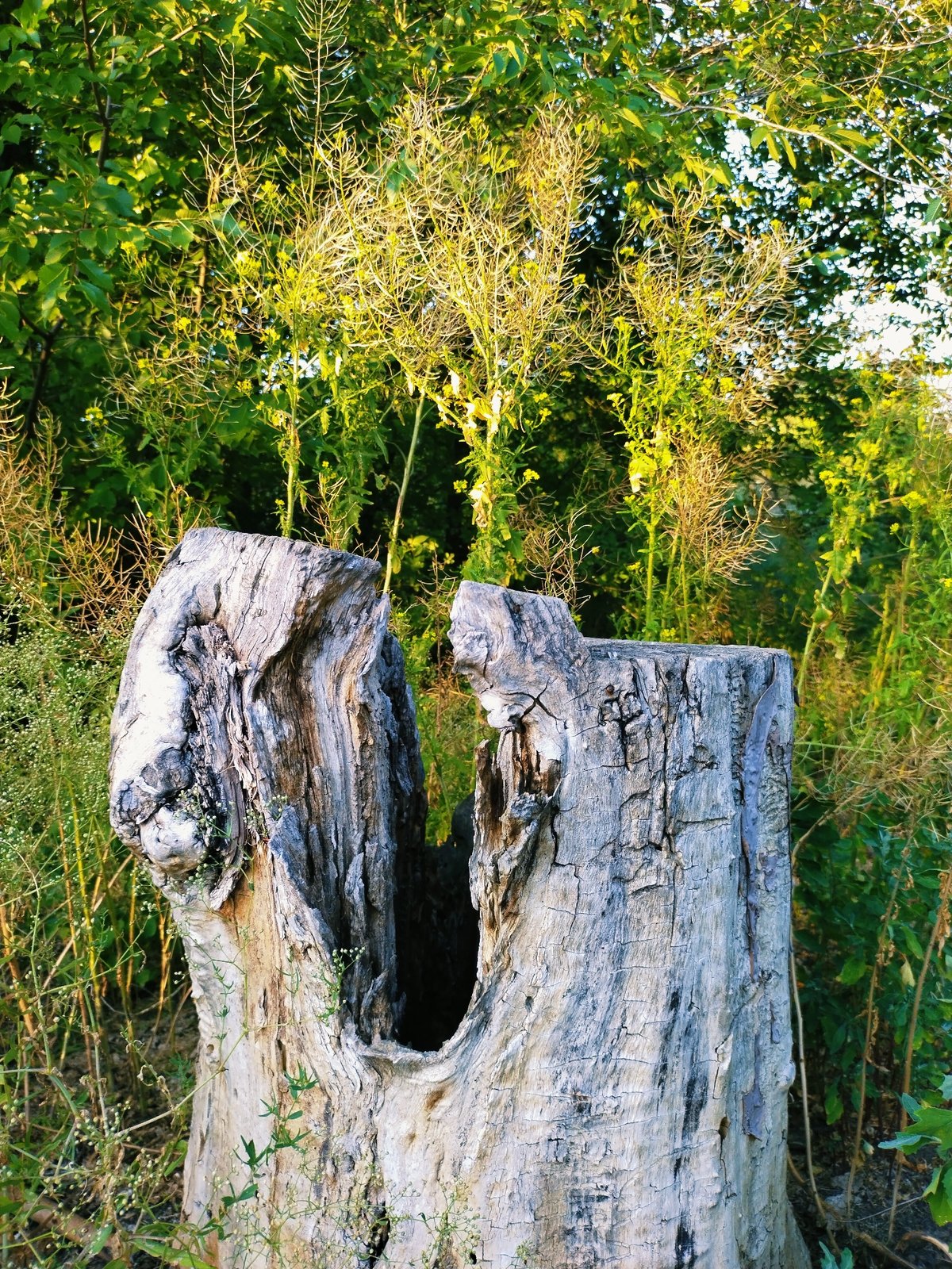 Golden-hour nature walk with a Rottweiler in Horishni Plavni