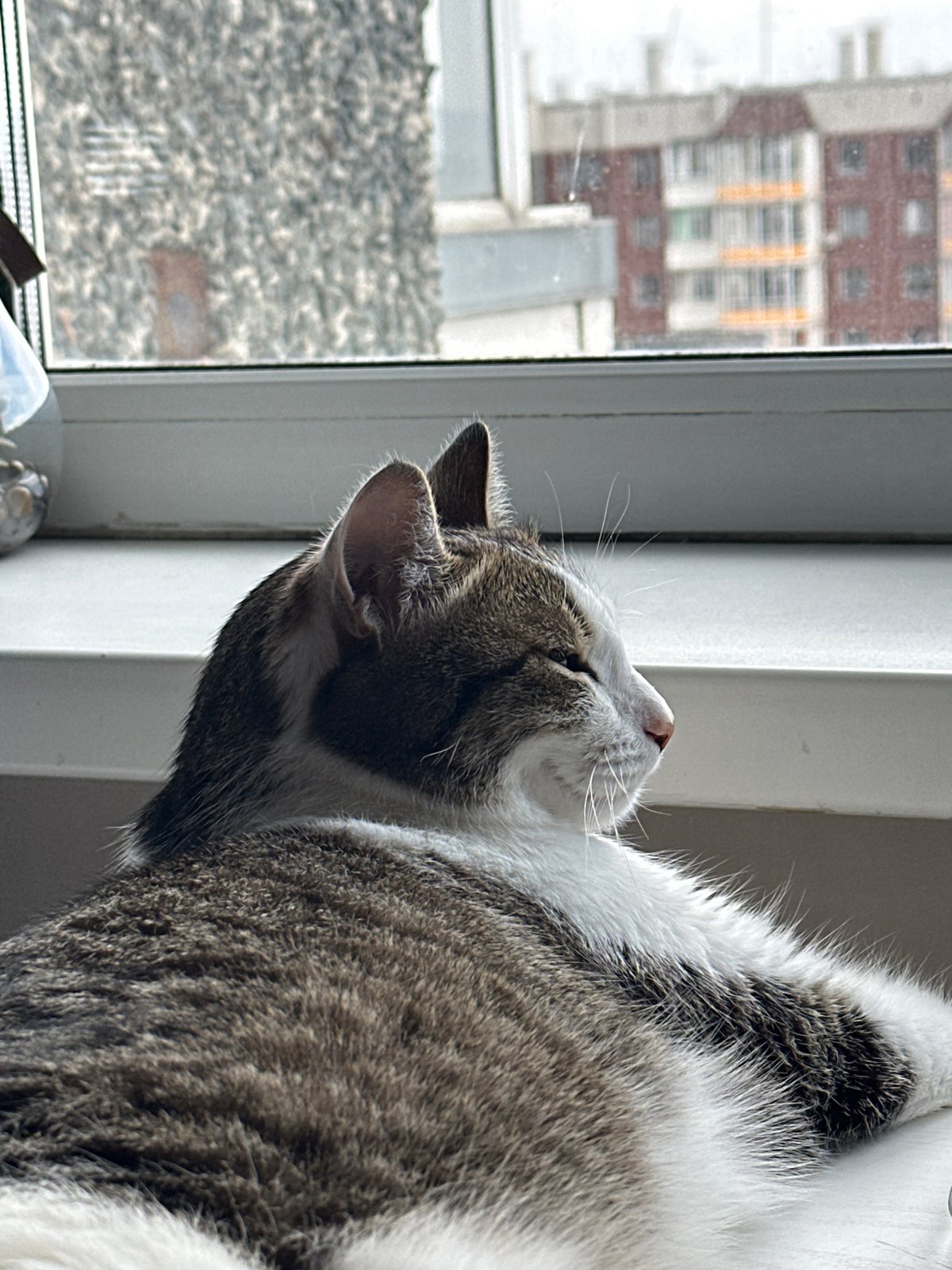 Cat rests on window sill in Krasnoyarsk