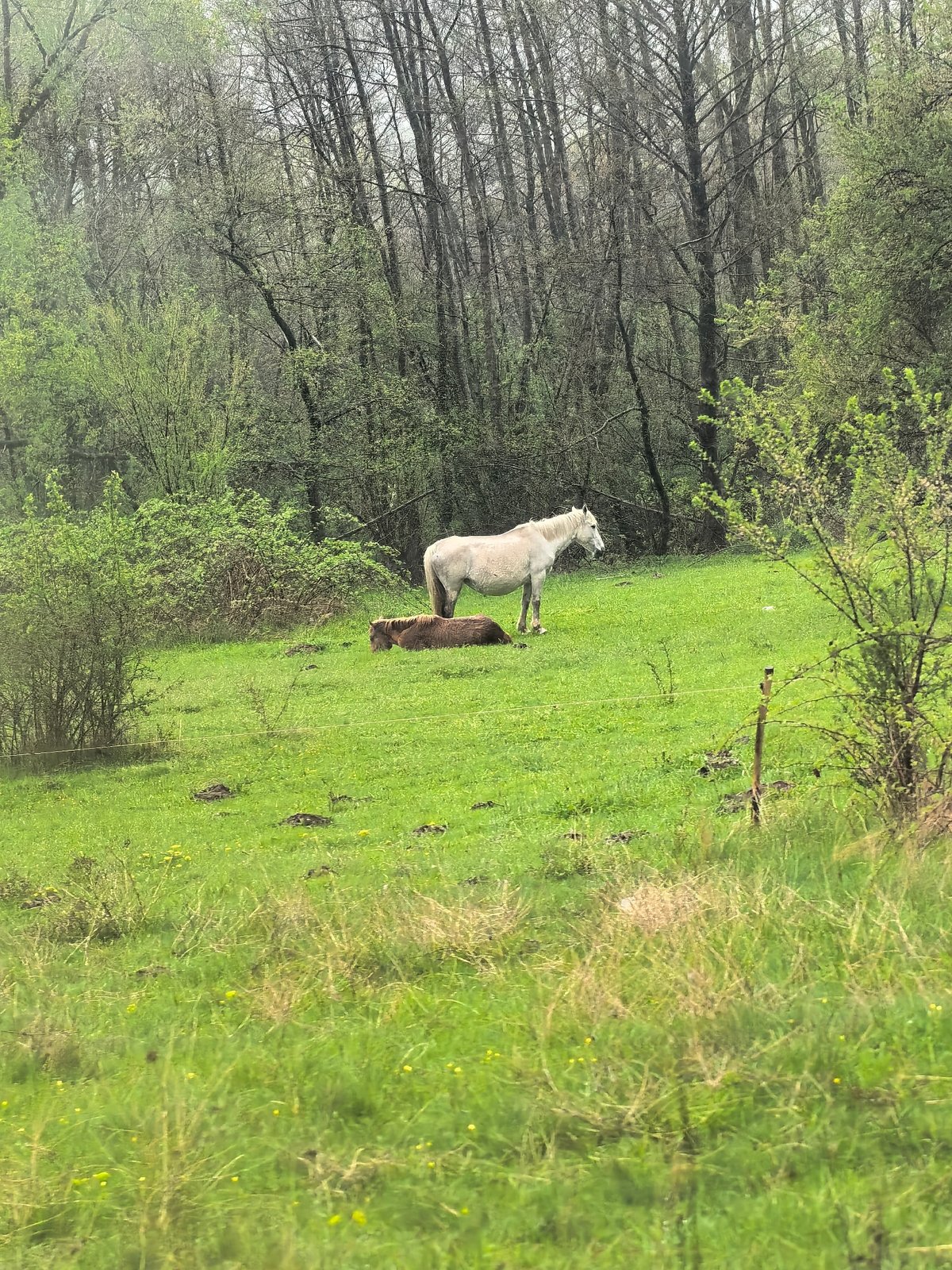 Horses spotted grazing in misty pasture