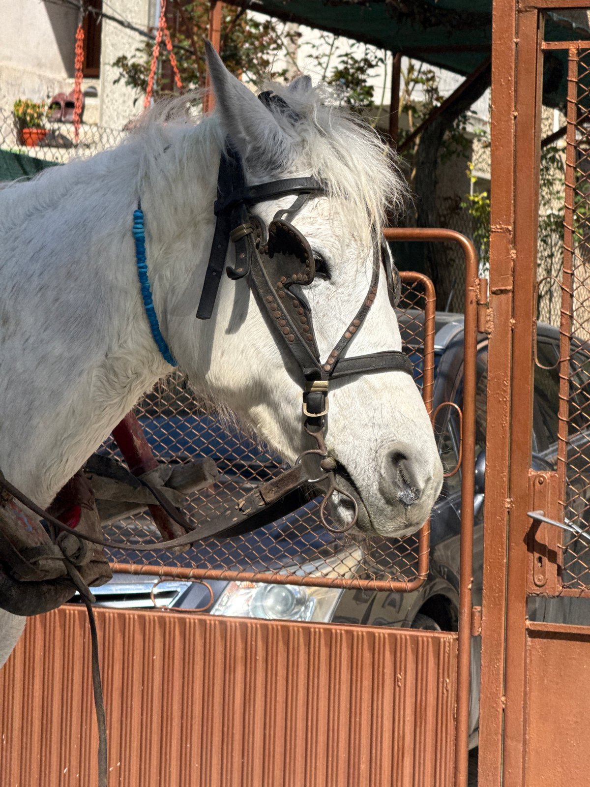 White carriage horse spotted with decorative harness in Shumen