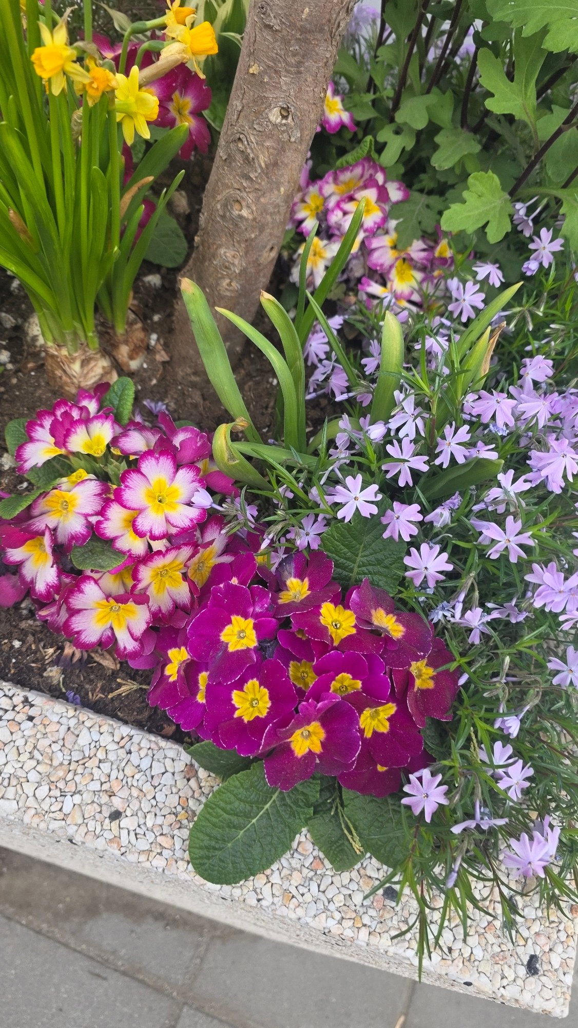 Morning walk documented across Blagoevgrad streets and gardens