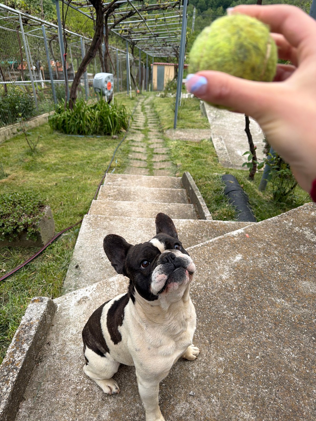 French Bulldog plays fetch with owner in Bulgarian backyard