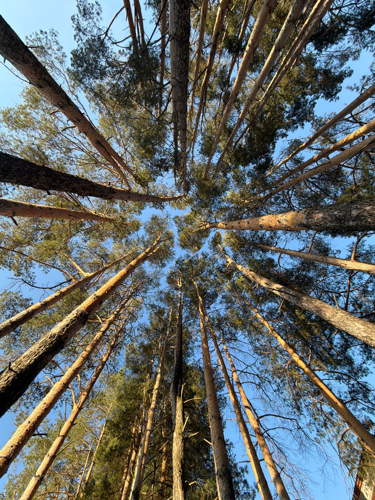 Group documents forest walk in Chaikovsky, Russia