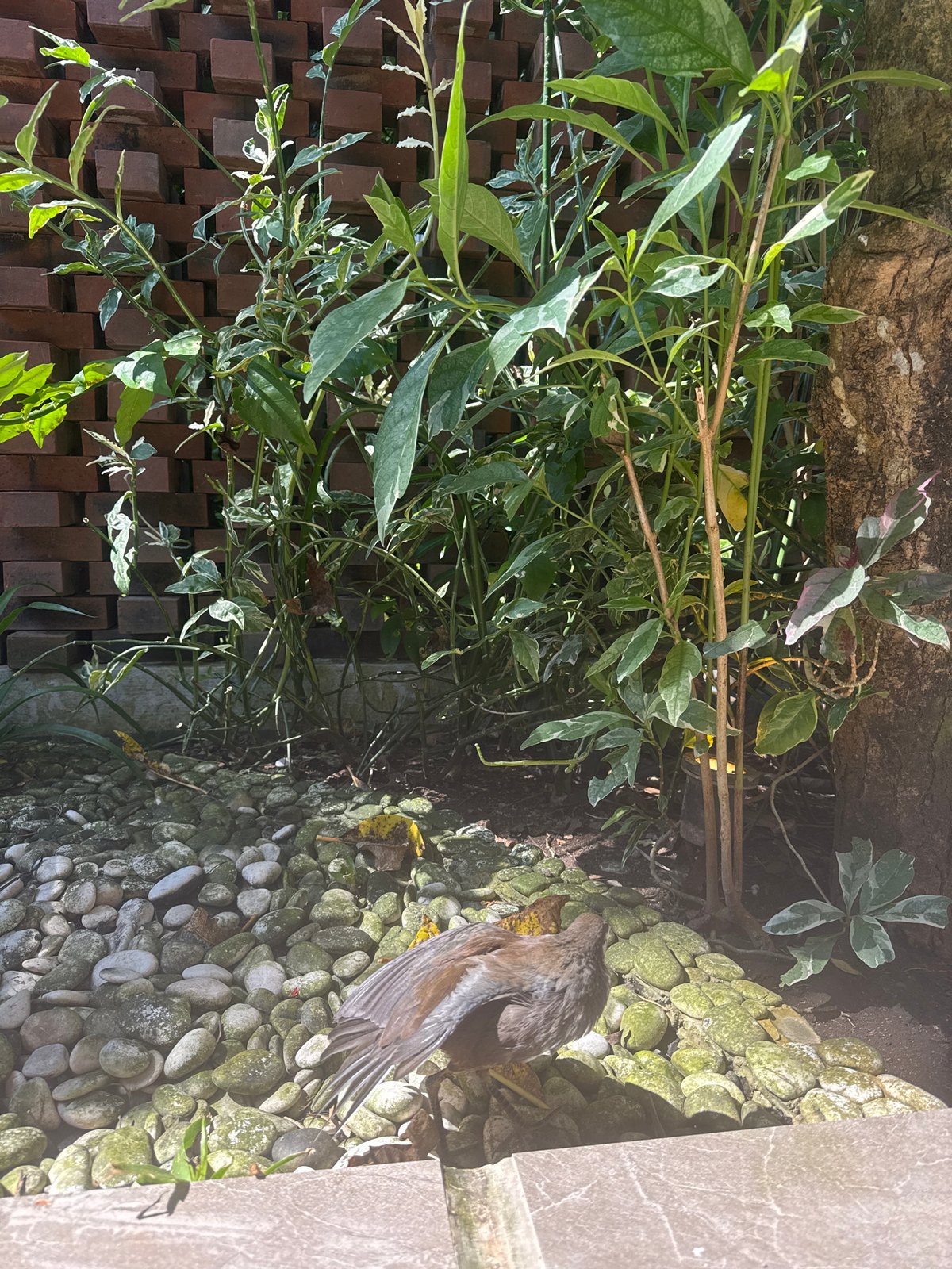 Small bird found perched indoors at Nusa Dua resort