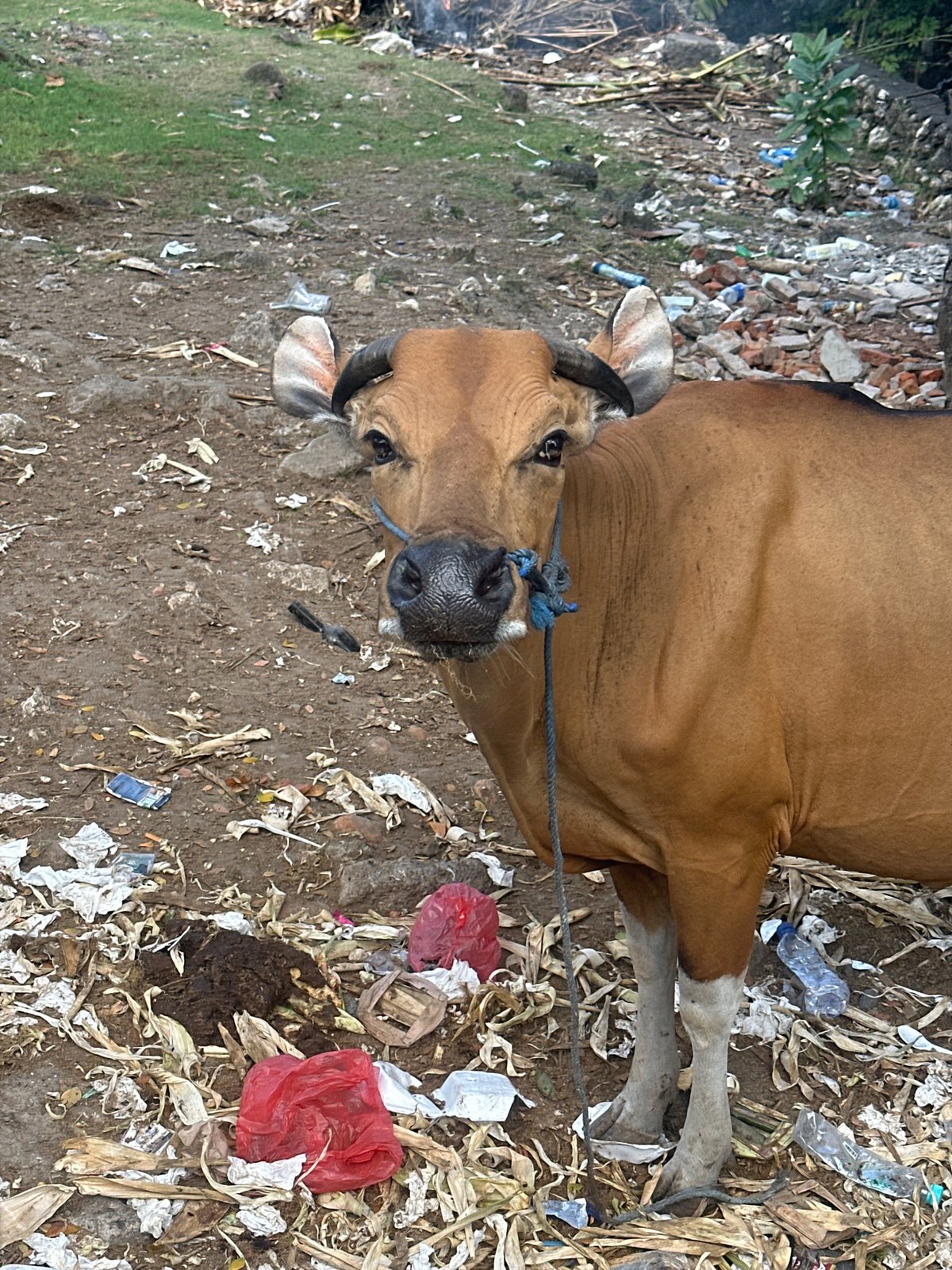 Everyday scenes from North Kuta — cattle, rice paddies, street life