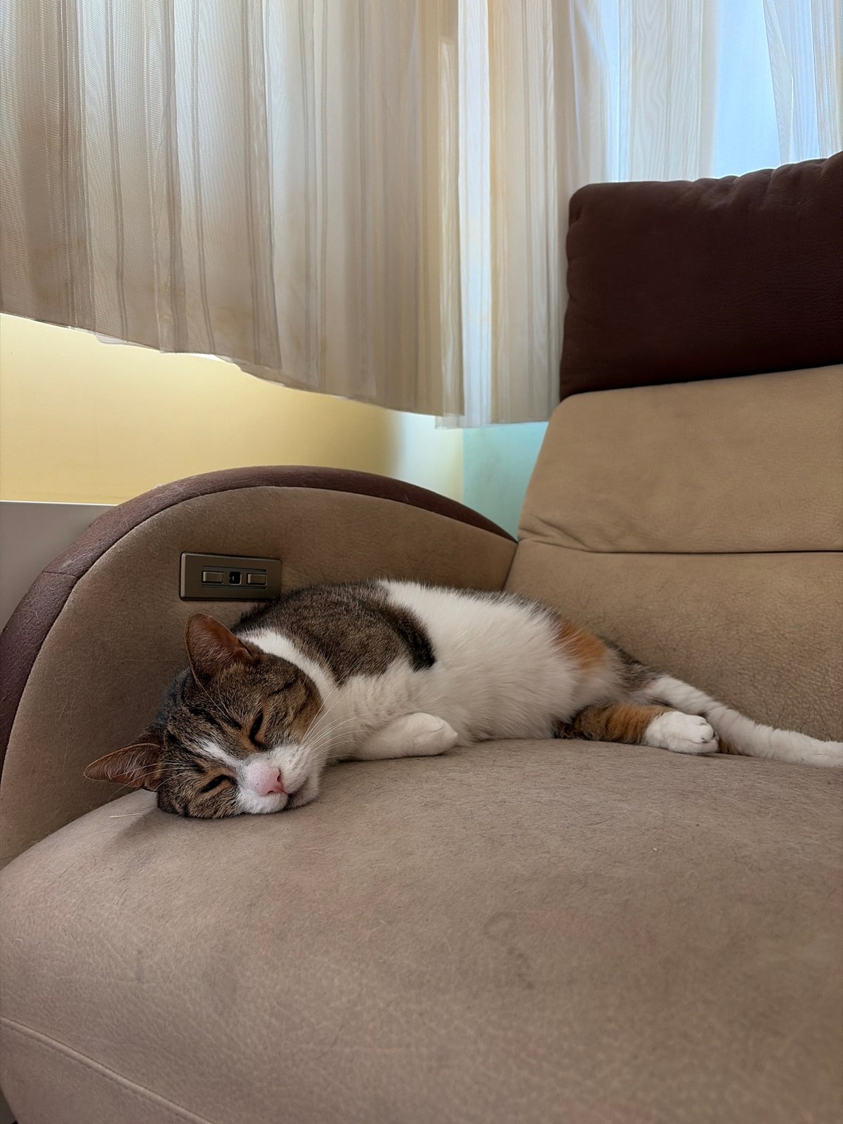 Cat naps around the house, plus a car dashboard icon